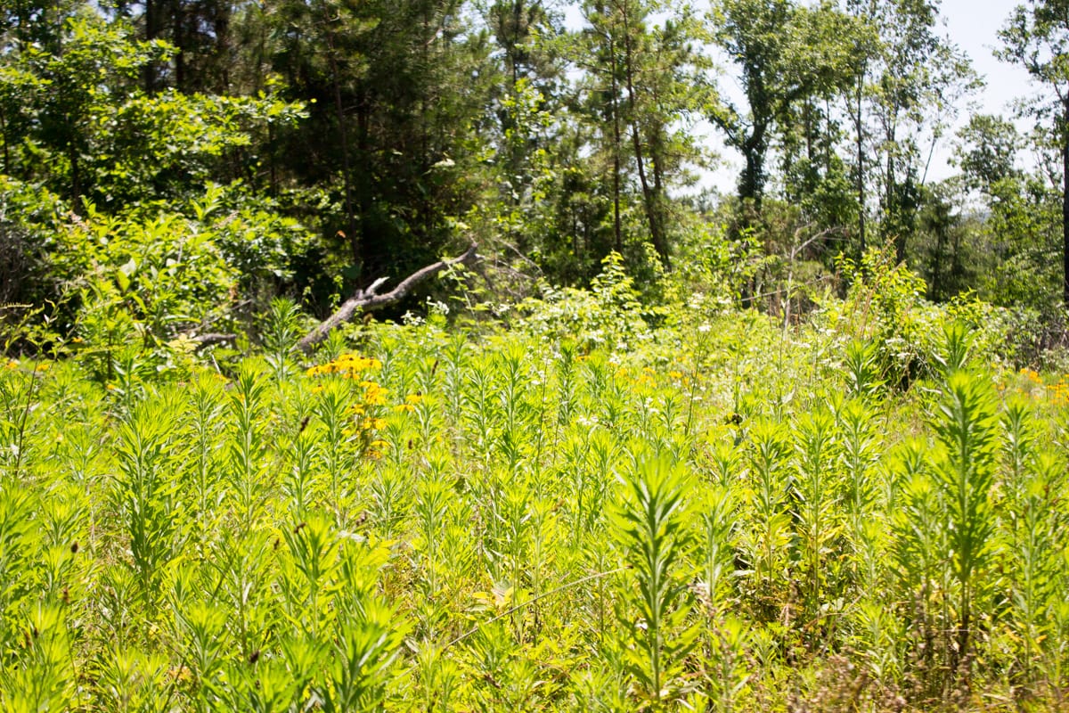Timber Crossing Tract 9 photo 13