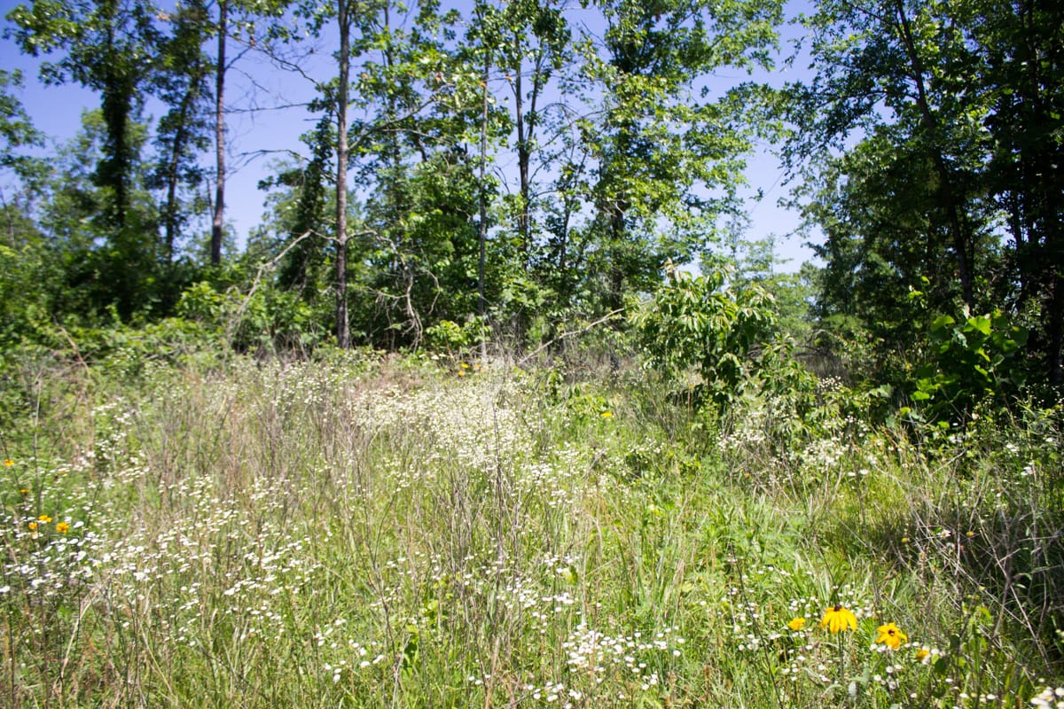 Timber Crossing Tract 9 photo 16