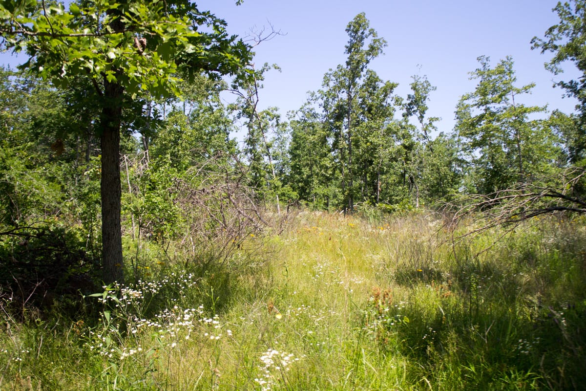 Timber Crossing Tract 9 photo 18