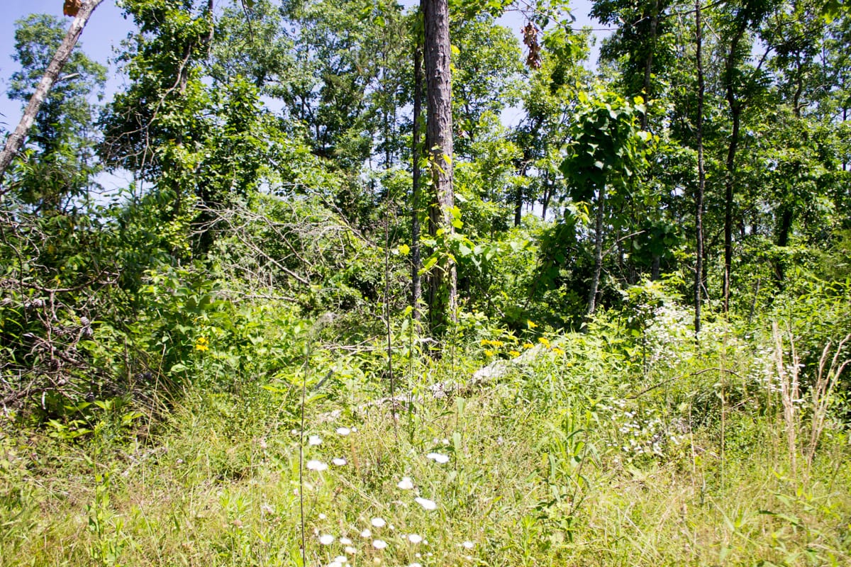 Timber Crossing Tract 9 photo 20