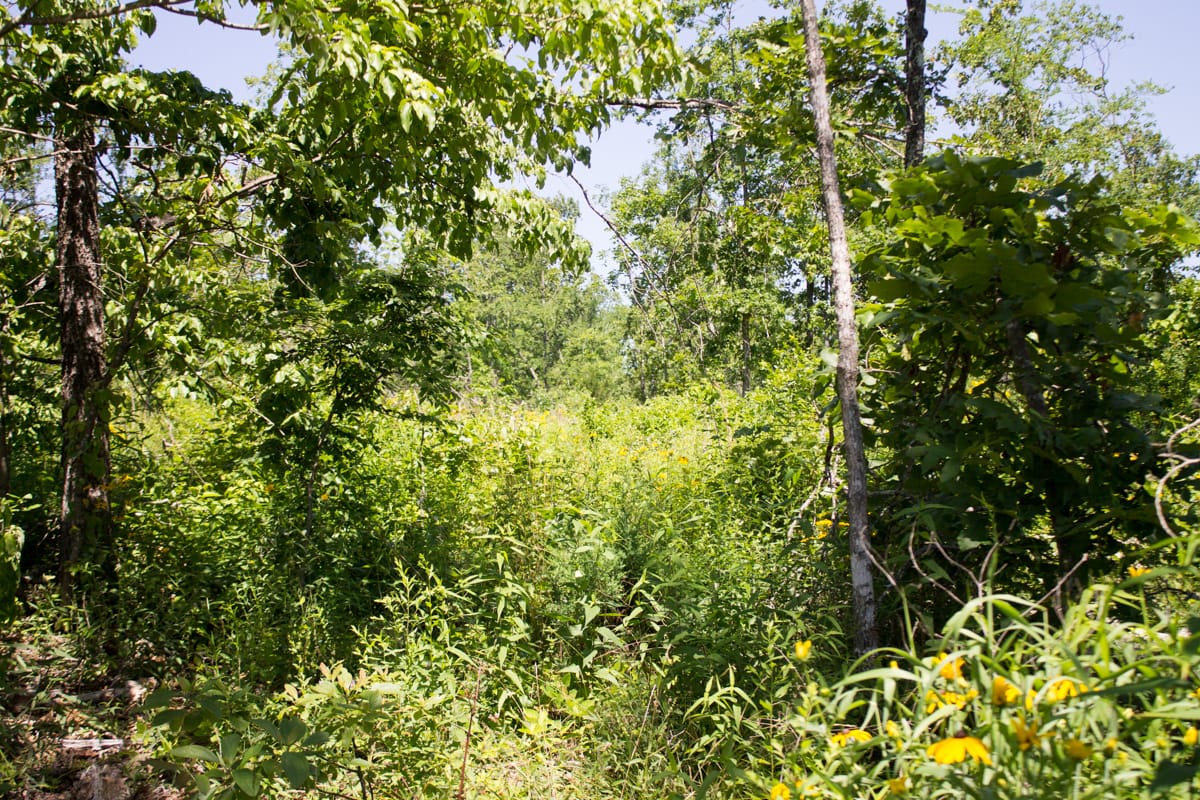 Timber Crossing Tract 9 photo 21