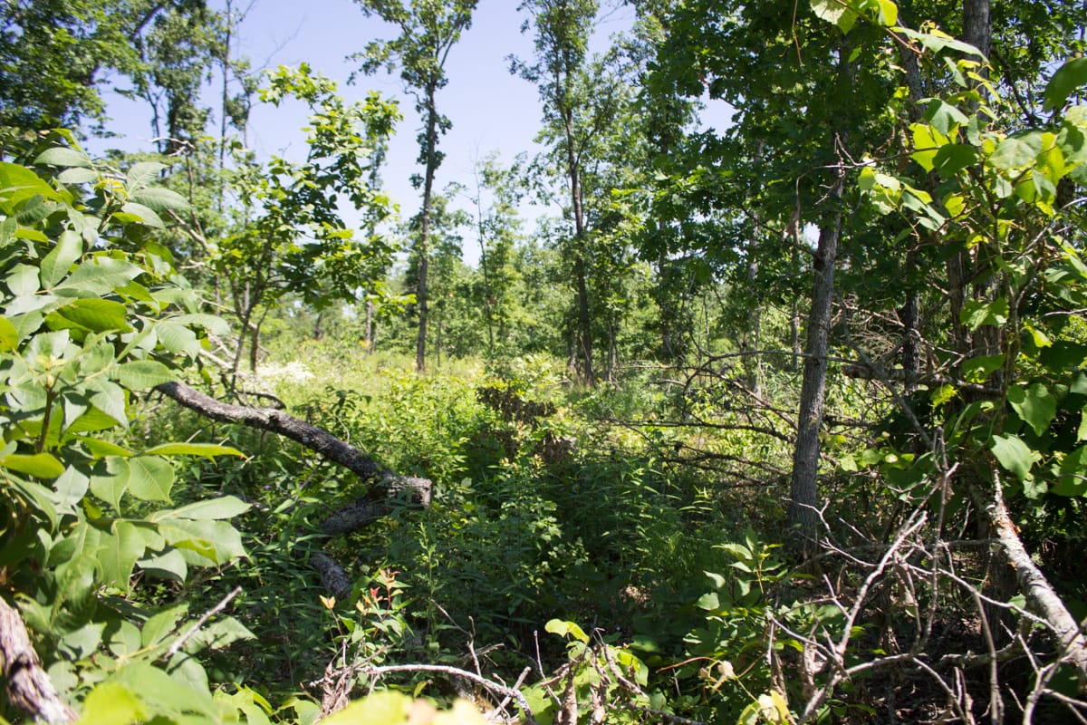 Timber Crossing Tract 9 photo 22