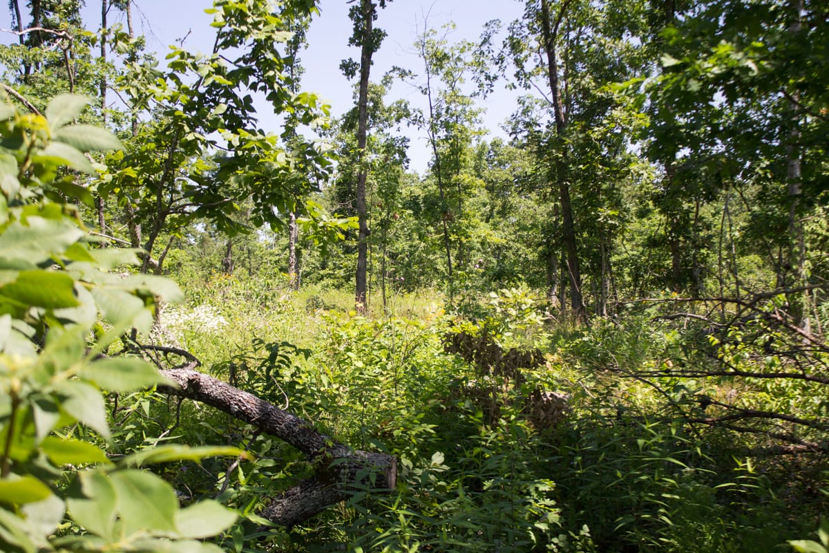 Timber Crossing Tract 9 photo 23