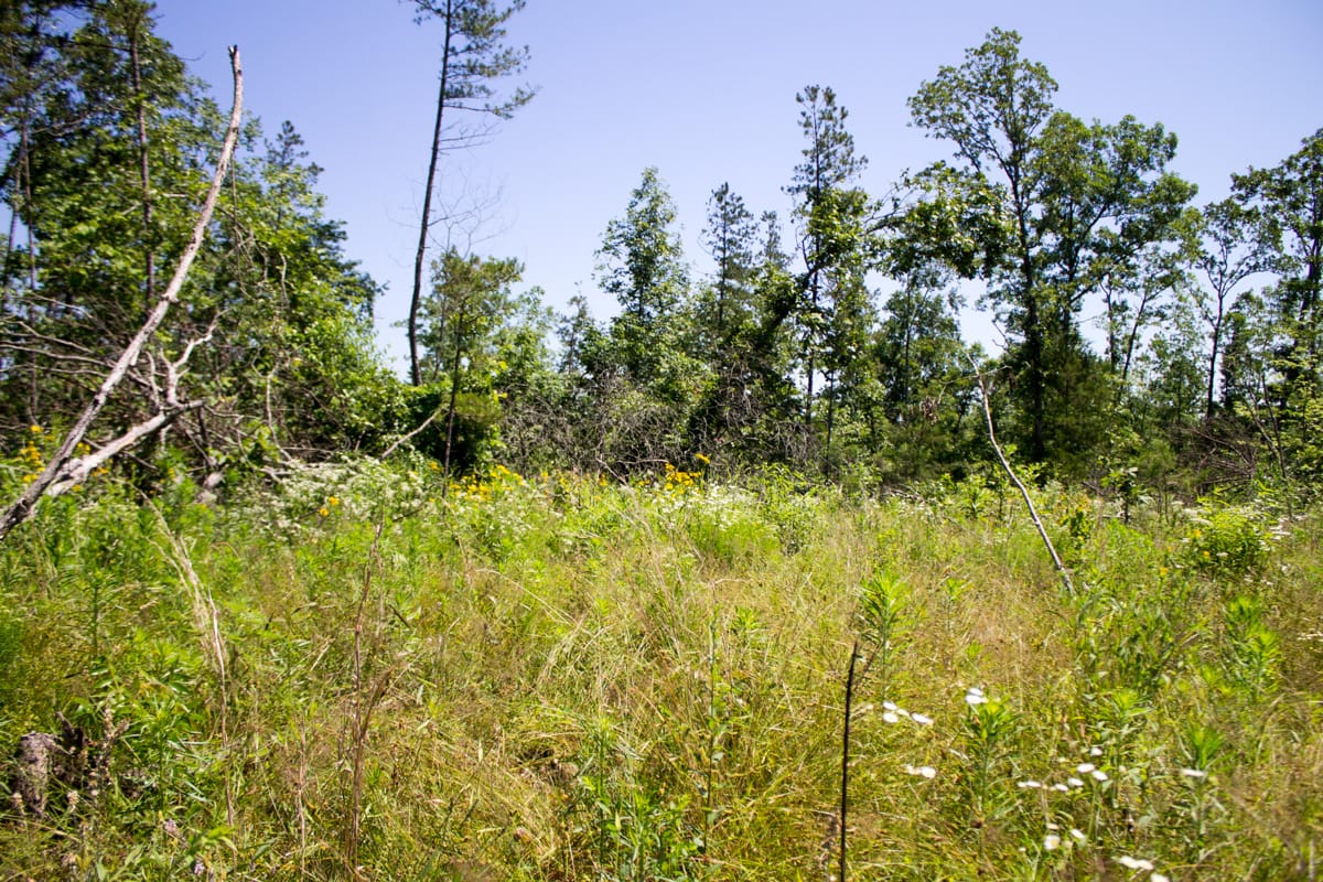 Timber Crossing Tract 9 photo 24