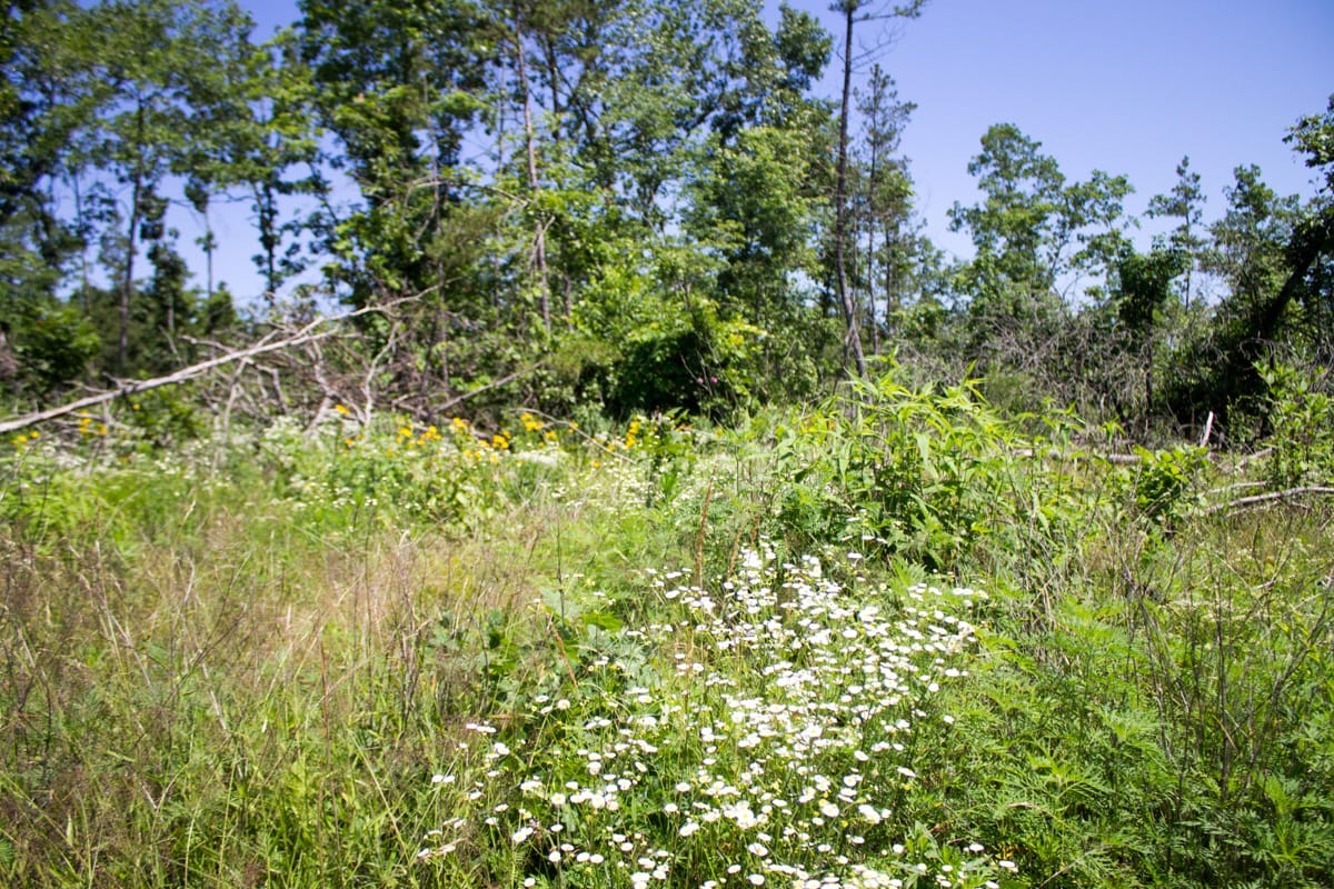 Timber Crossing Tract 9 photo 26