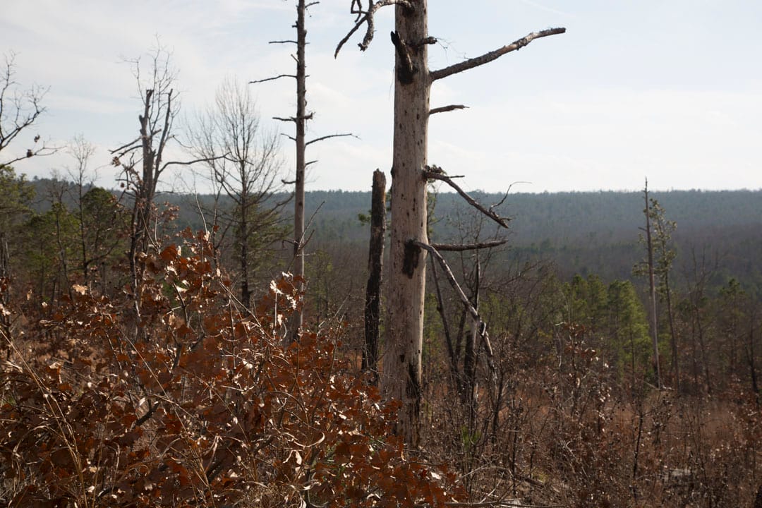 Stone Creek Phase III Tract 73 photo 8