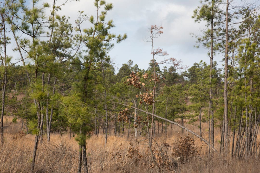 Stone Creek Phase III Tract 73 photo 11