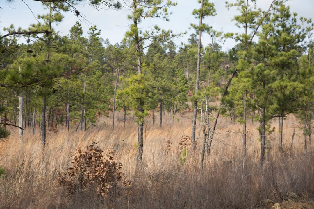 Stone Creek Phase III Tract 73 photo 12