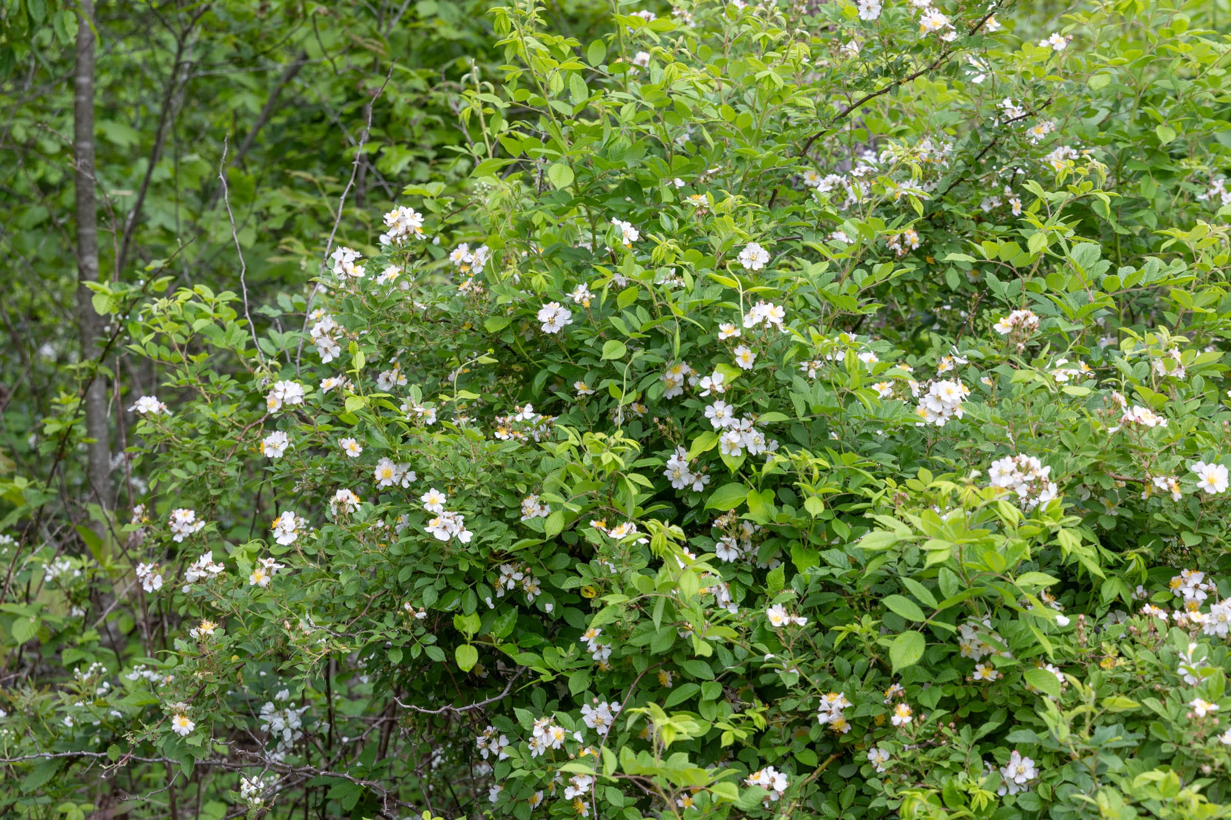 Sleepy Hollow Phase II Tract 73 photo 5