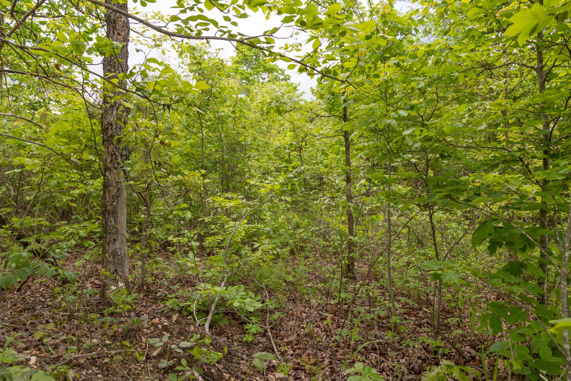 Sleepy Hollow Phase II Tract 73 photo 7