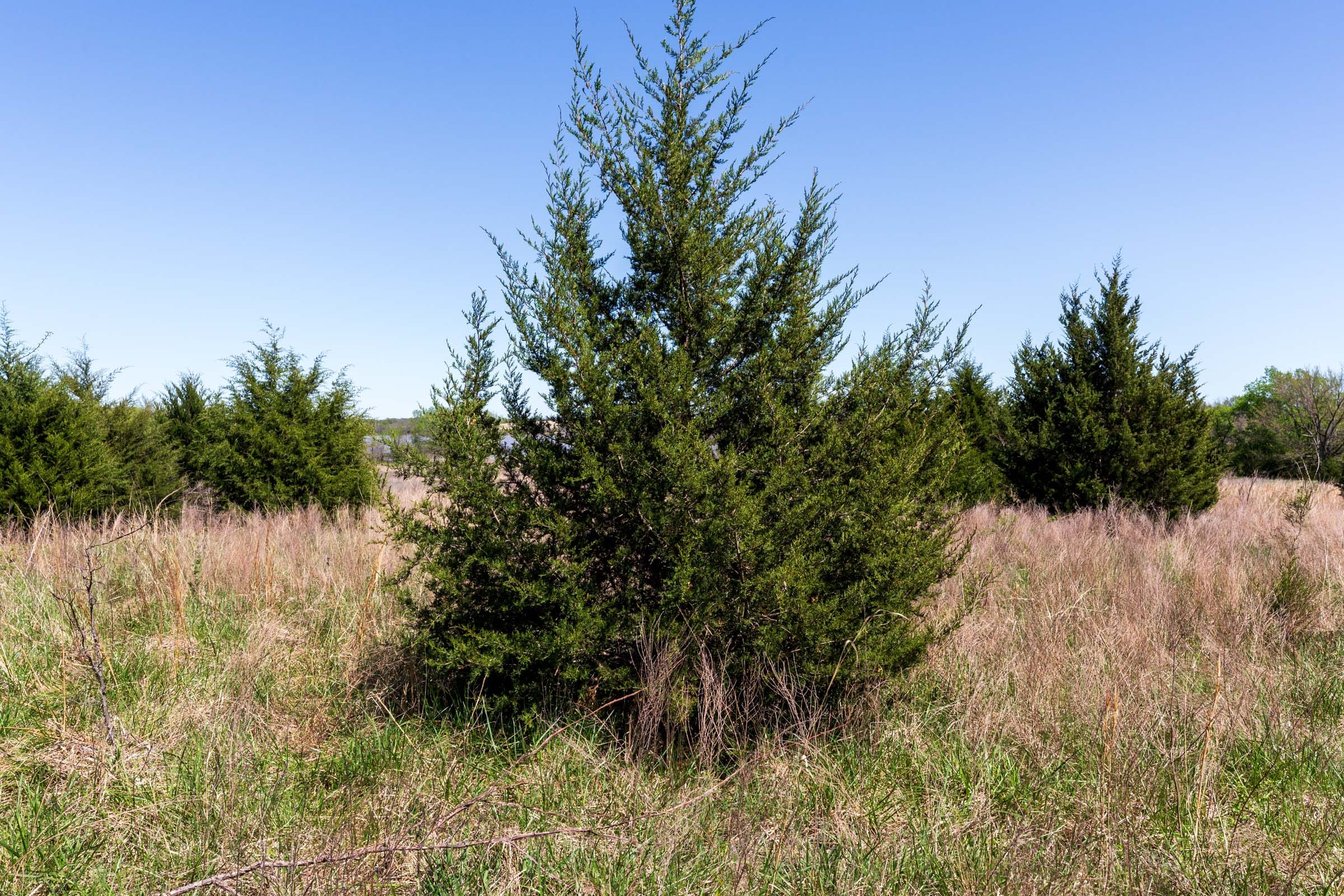 Prairie Grove Tract 26 photo 6