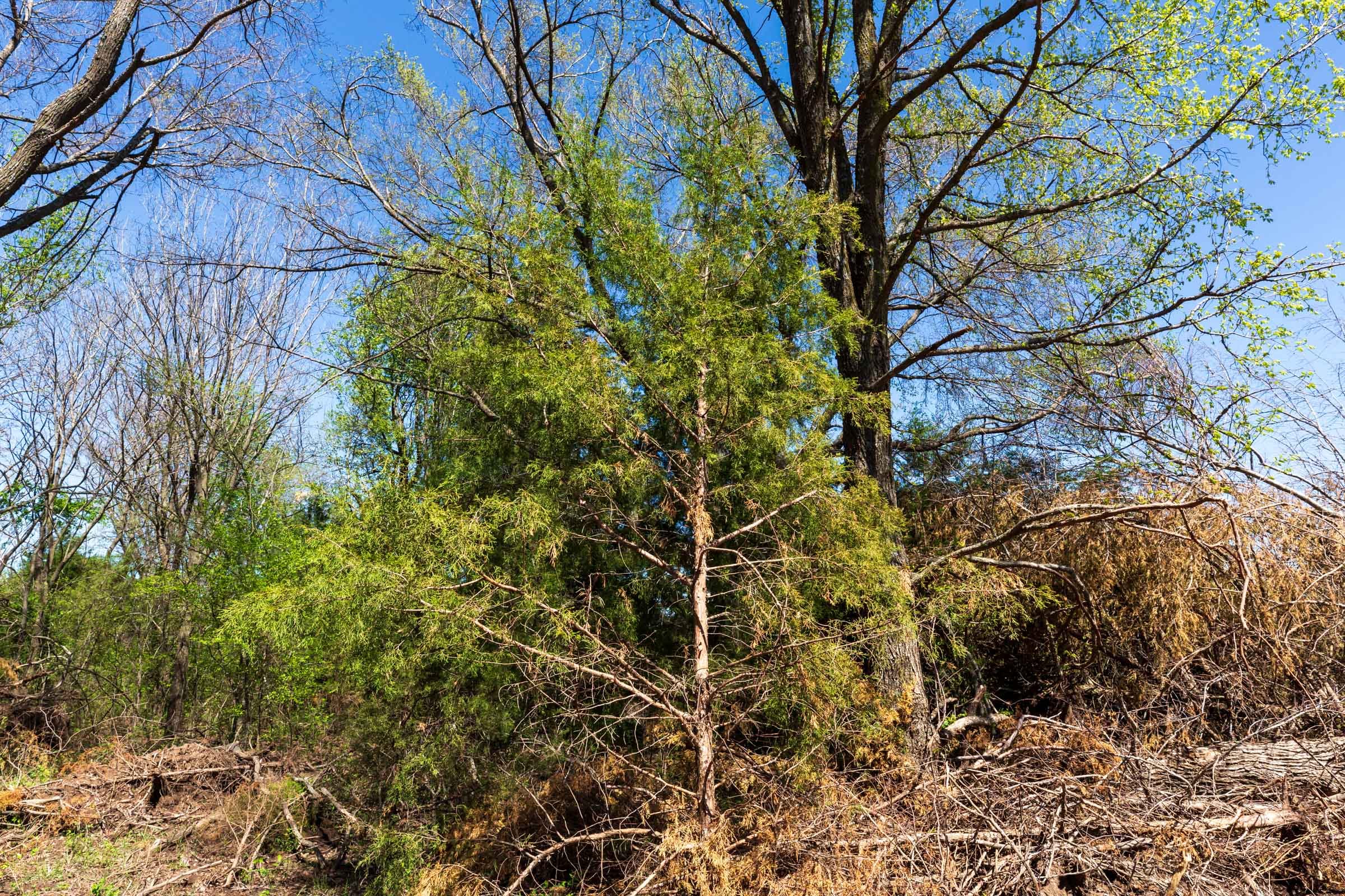 Prairie Grove Tract 26 photo 9