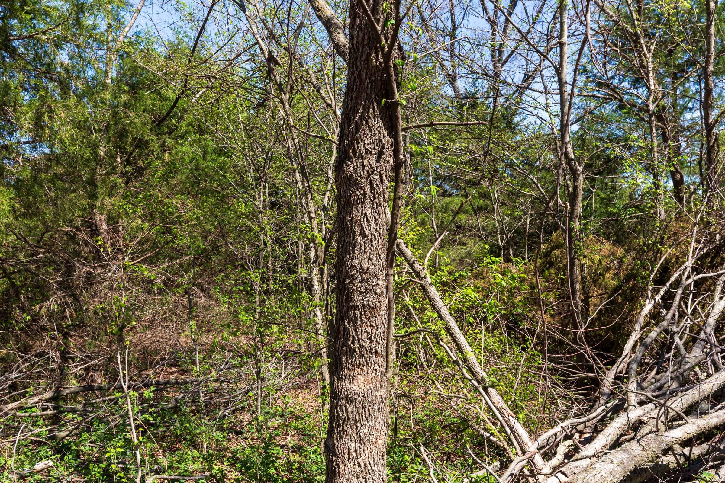 Prairie Grove Tract 26 photo 14