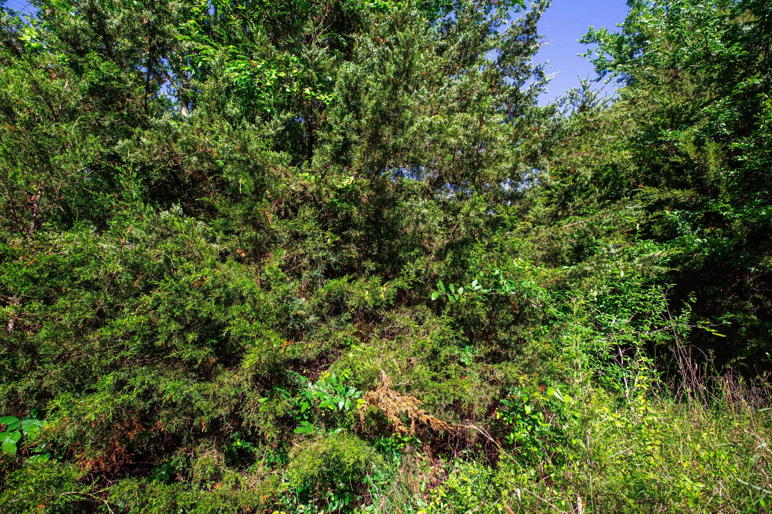 Prairie Grove Tract 26 photo 11