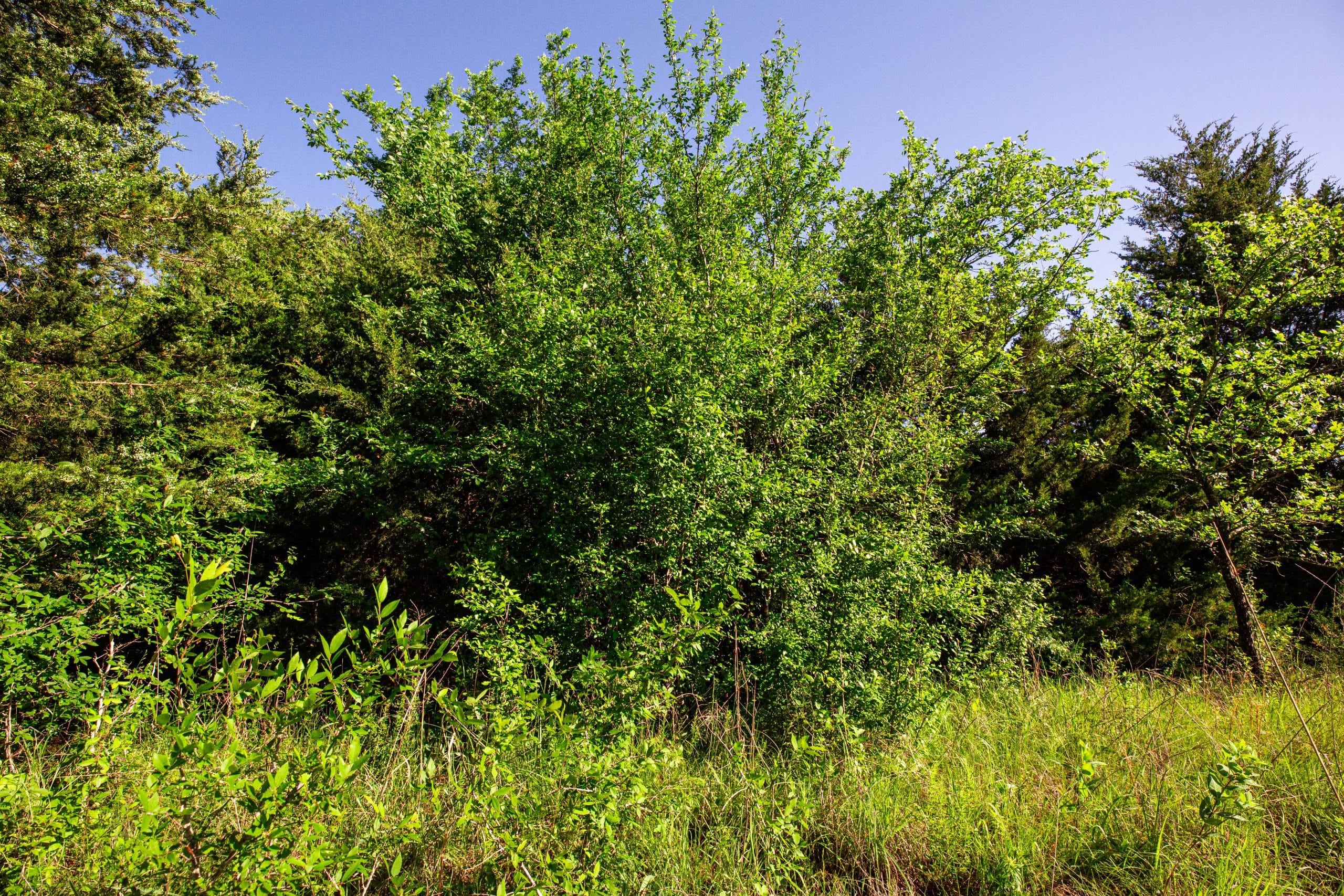 Prairie Grove Tract 26 photo 18