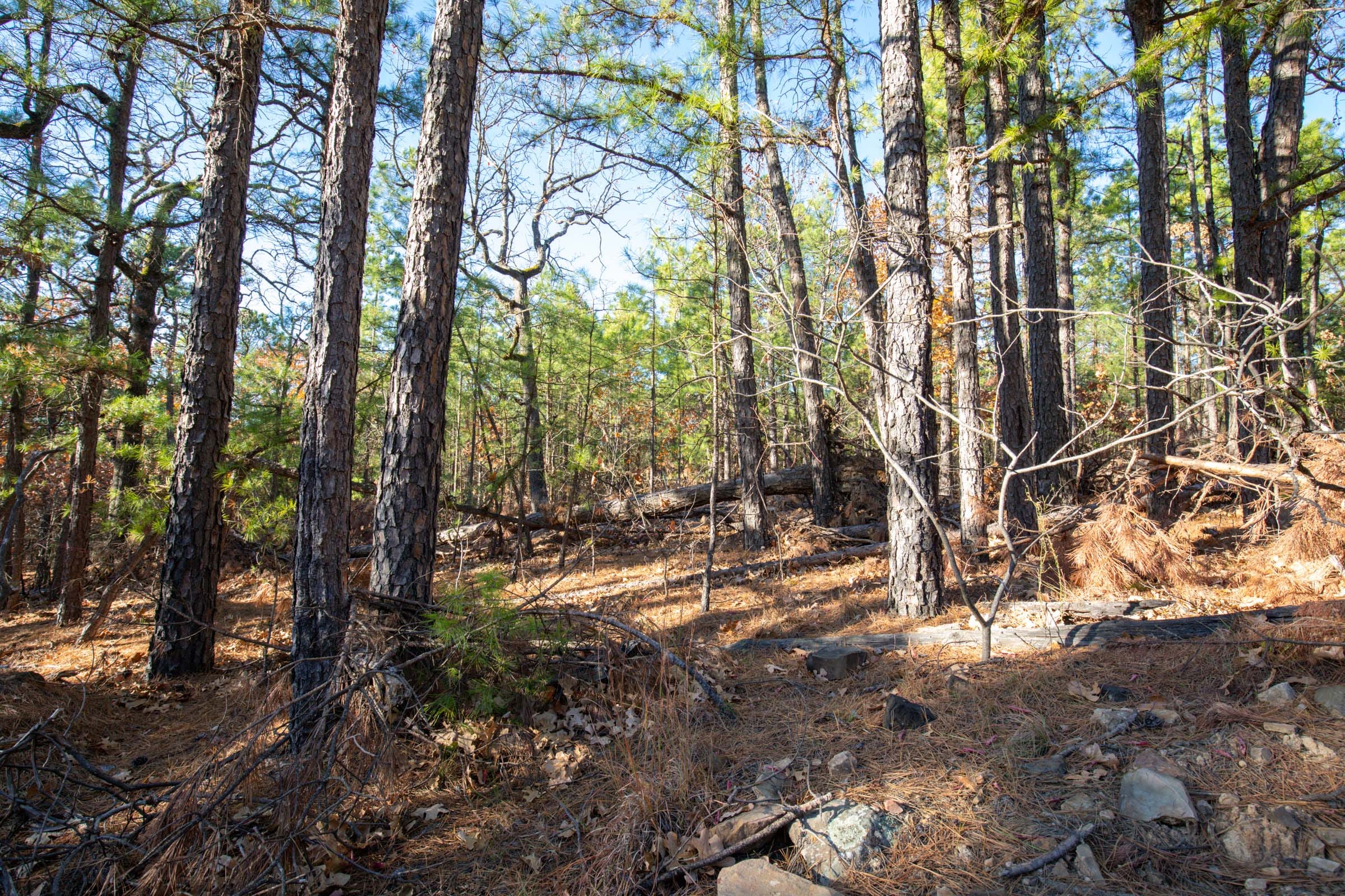 Stone Bridge Phase II Tract 83 photo 7