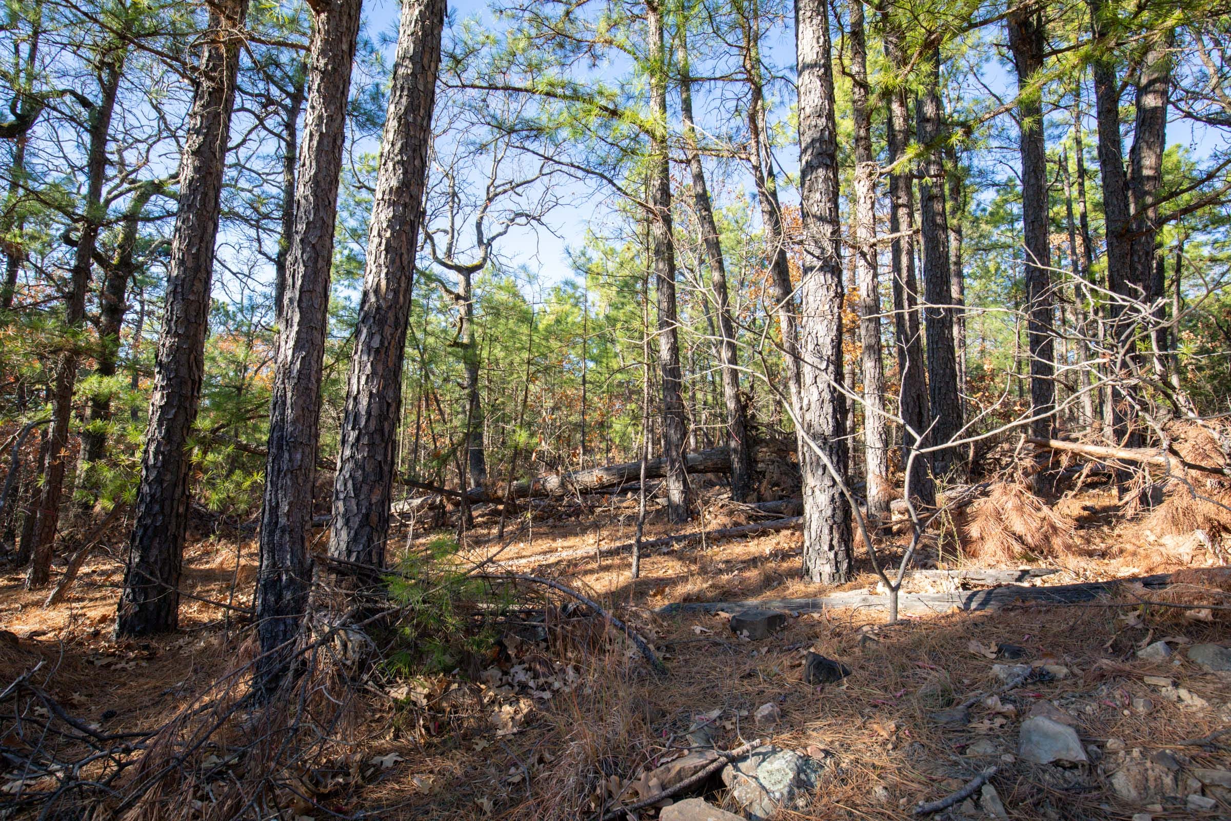 Stone Bridge Phase II Tract 83 photo 8