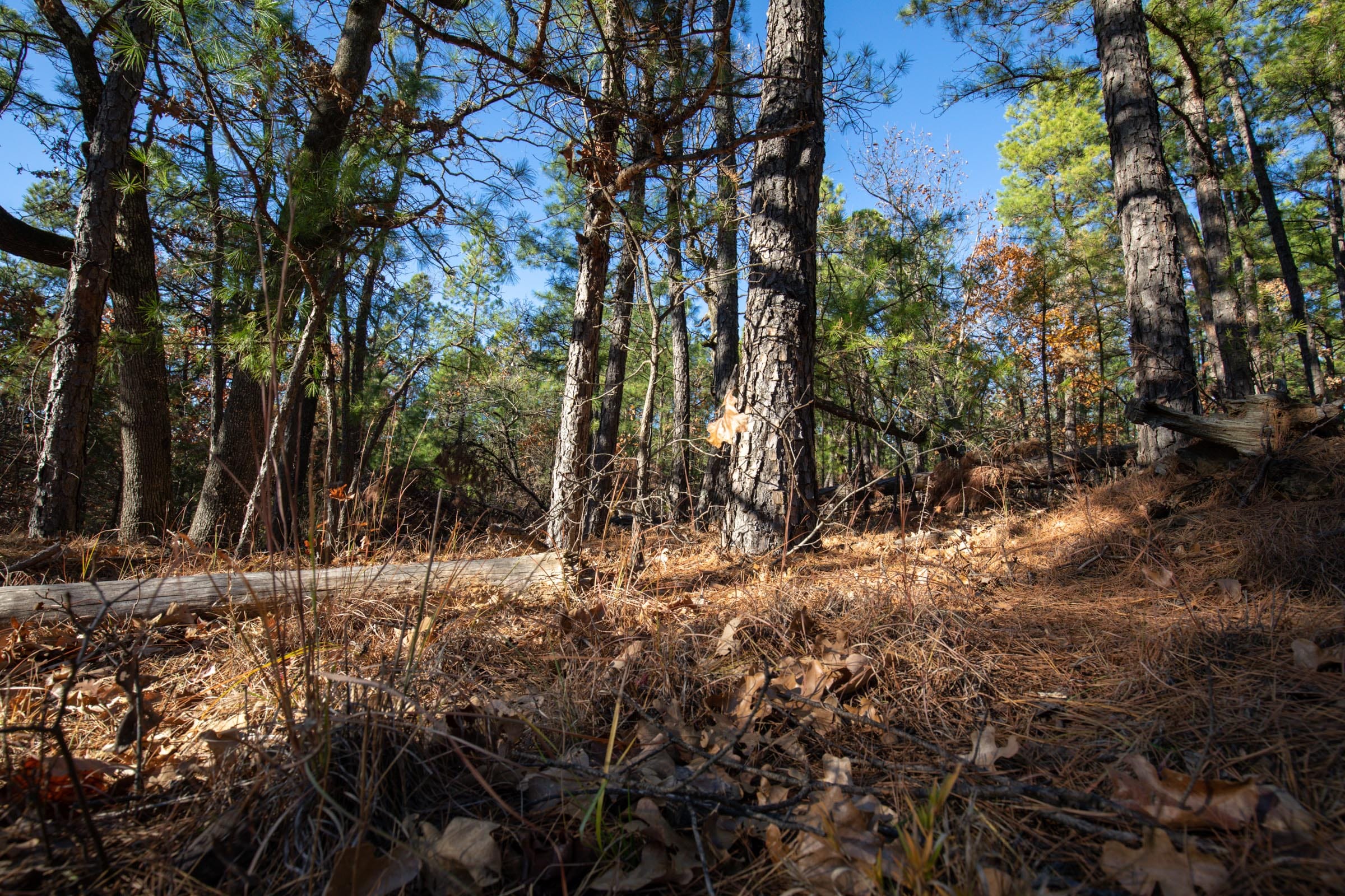 Stone Bridge Phase II Tract 83 photo 10
