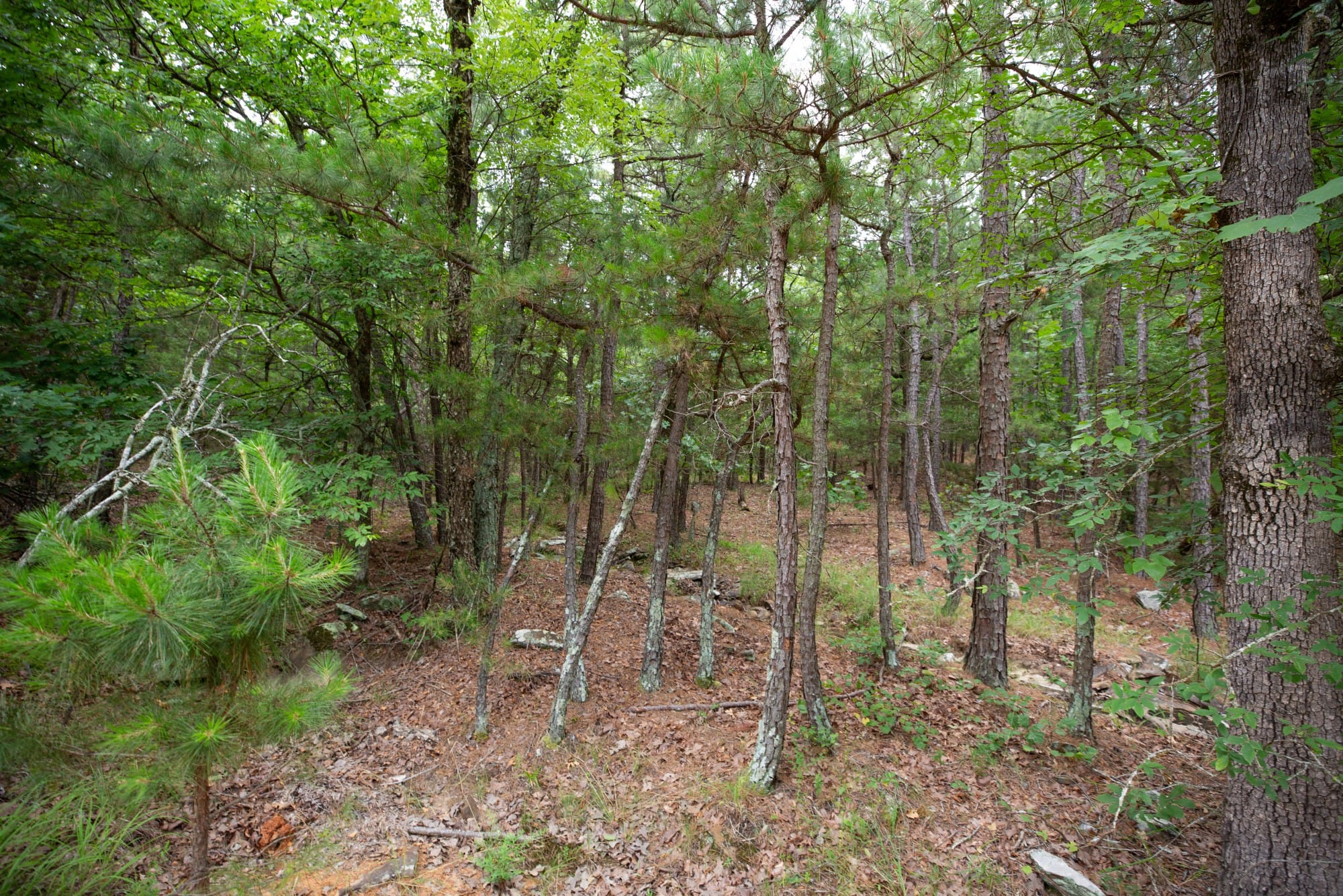 Eagle’s Nest Tract 50 photo 3
