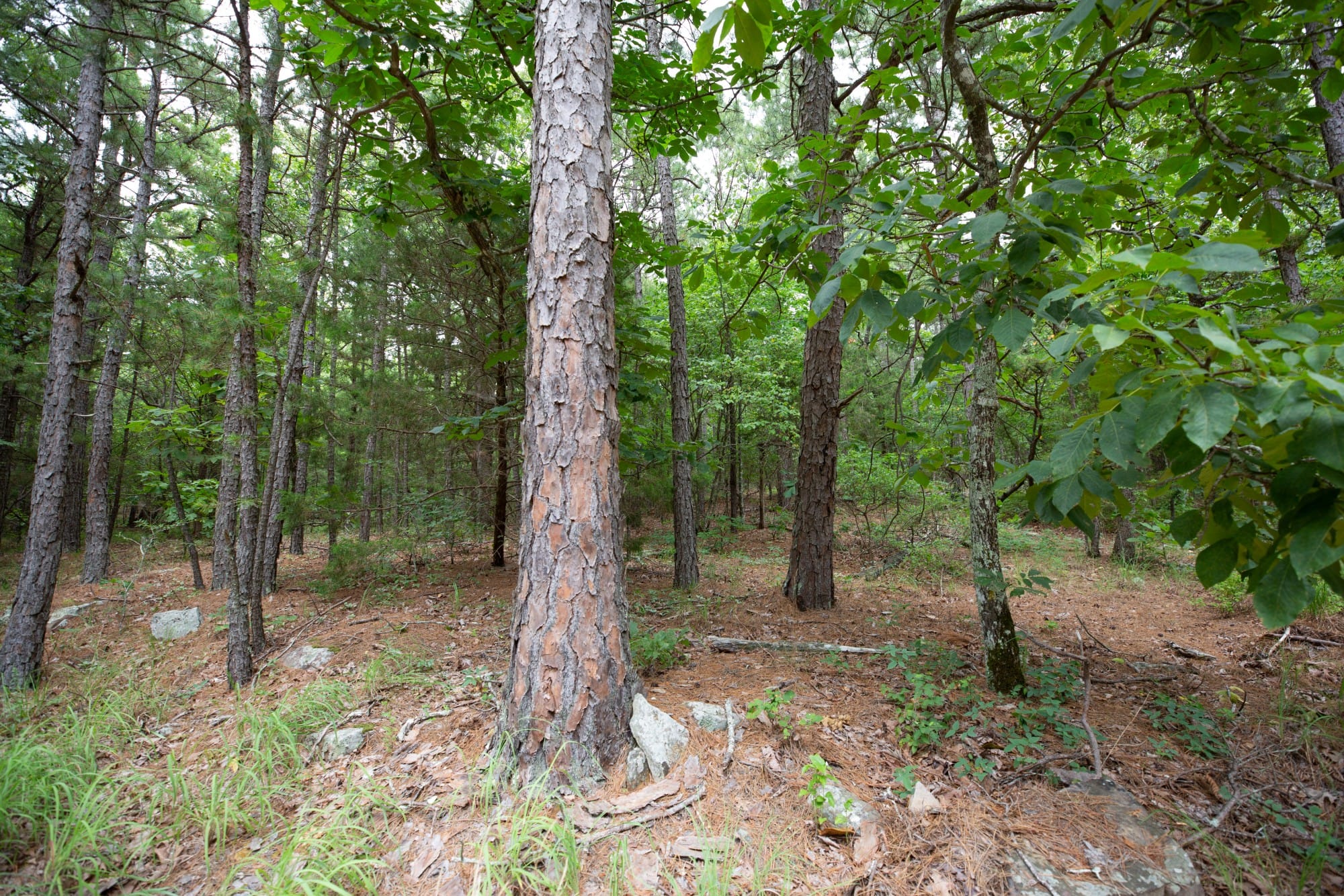 Eagle’s Nest Tract 50 photo 8