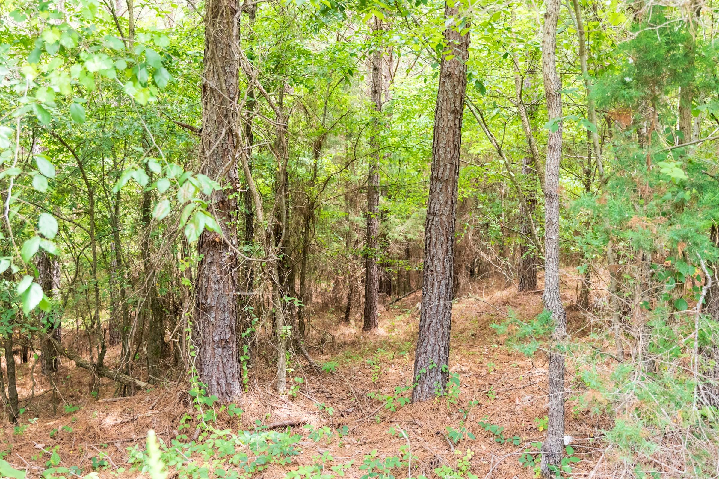 Whiskey Ridge Tract 52 photo 1