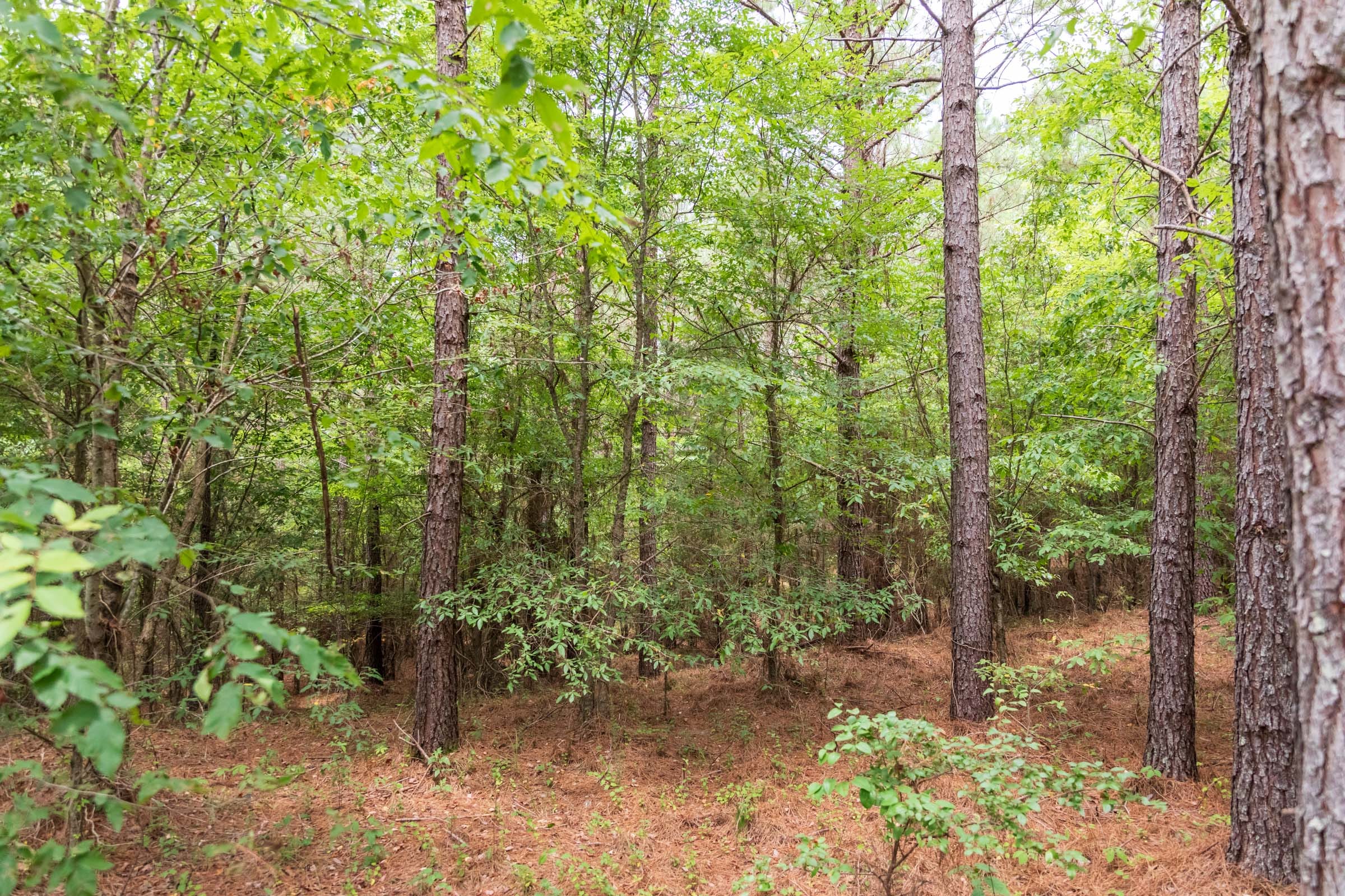 Whiskey Ridge Tract 52 photo 4