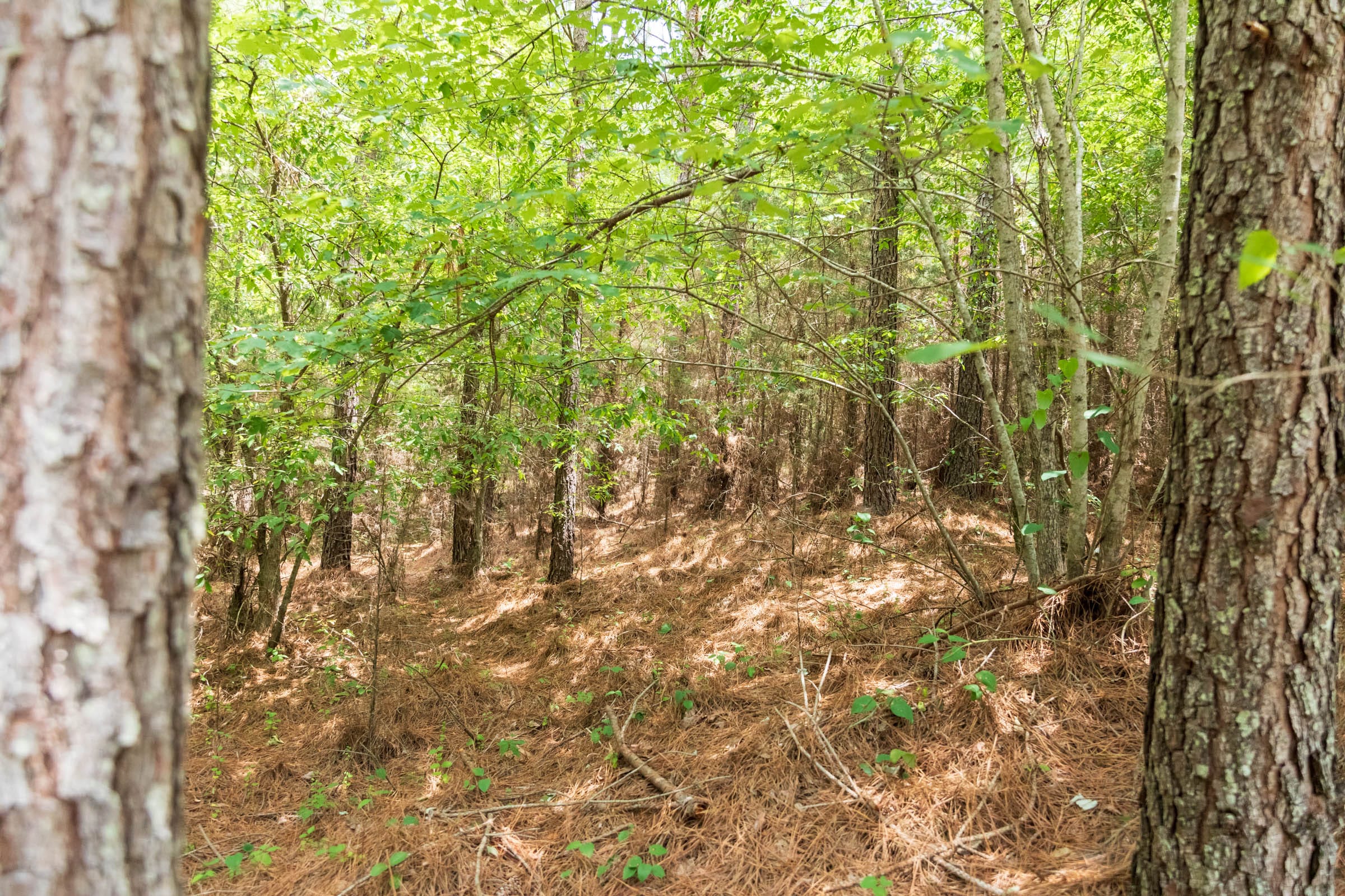 Whiskey Ridge Tract 52 photo 6