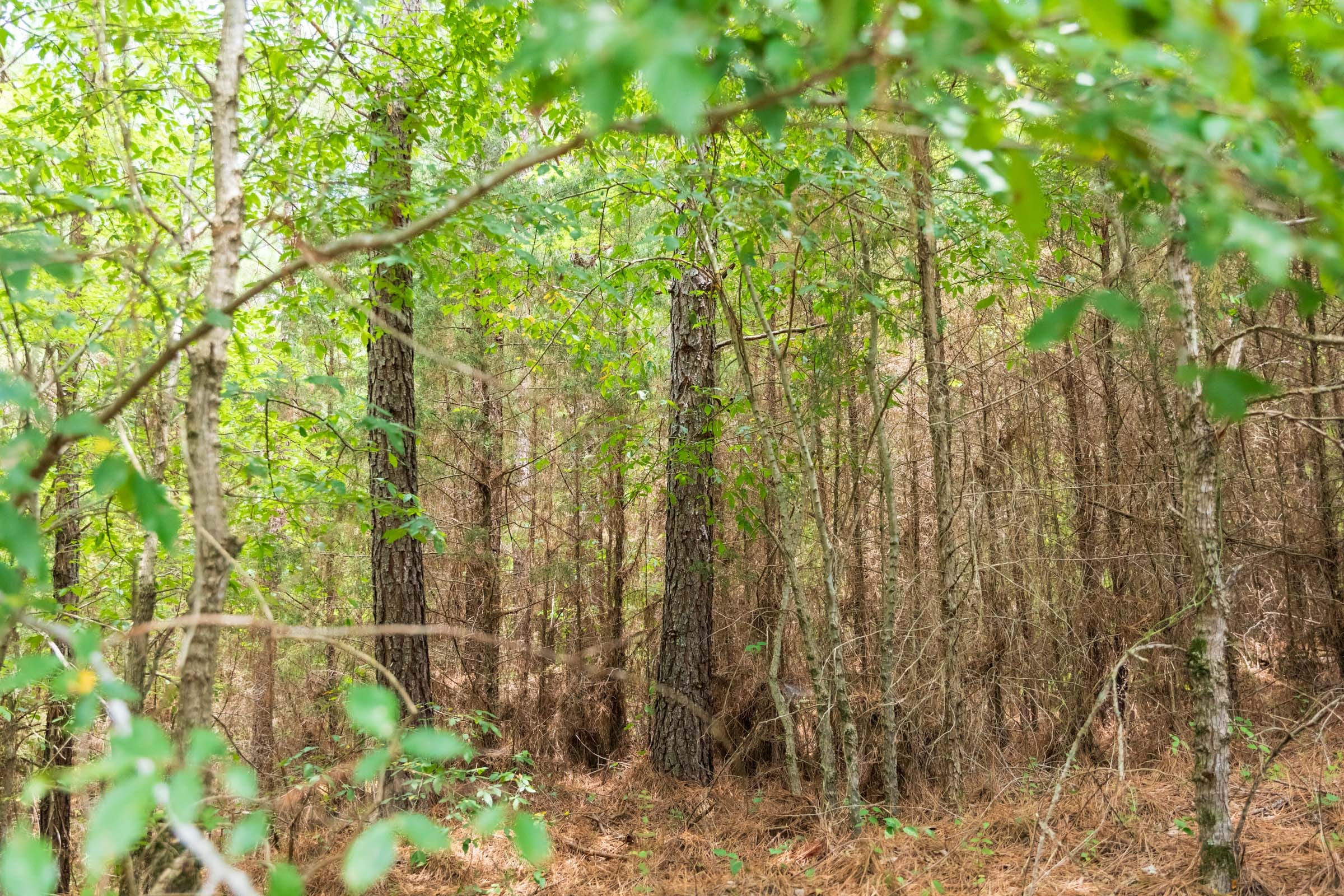 Whiskey Ridge Tract 52 photo 7