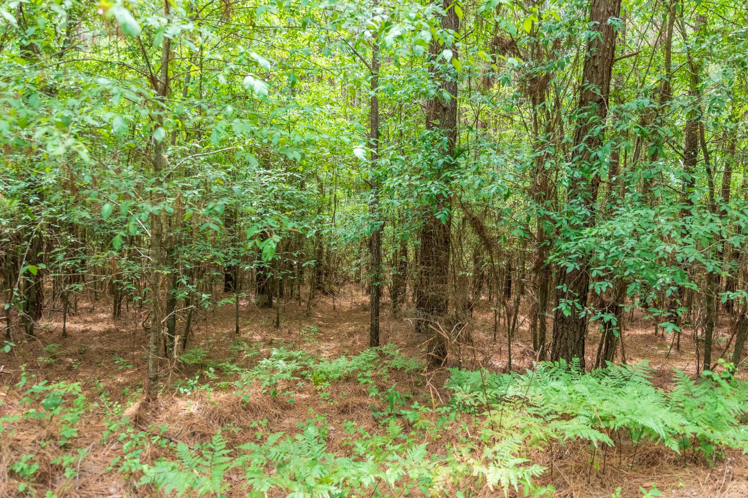 Whiskey Ridge Tract 52 photo 8