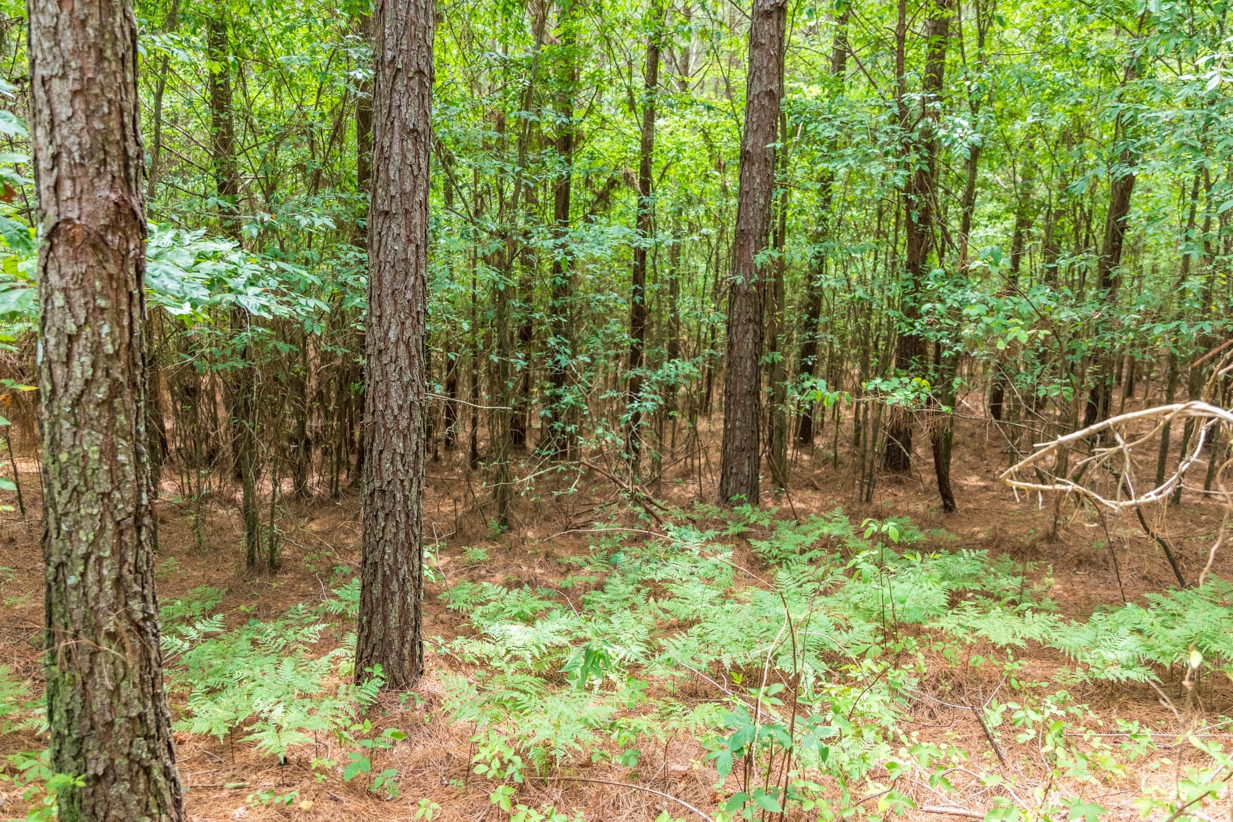 Whiskey Ridge Tract 52 photo 9