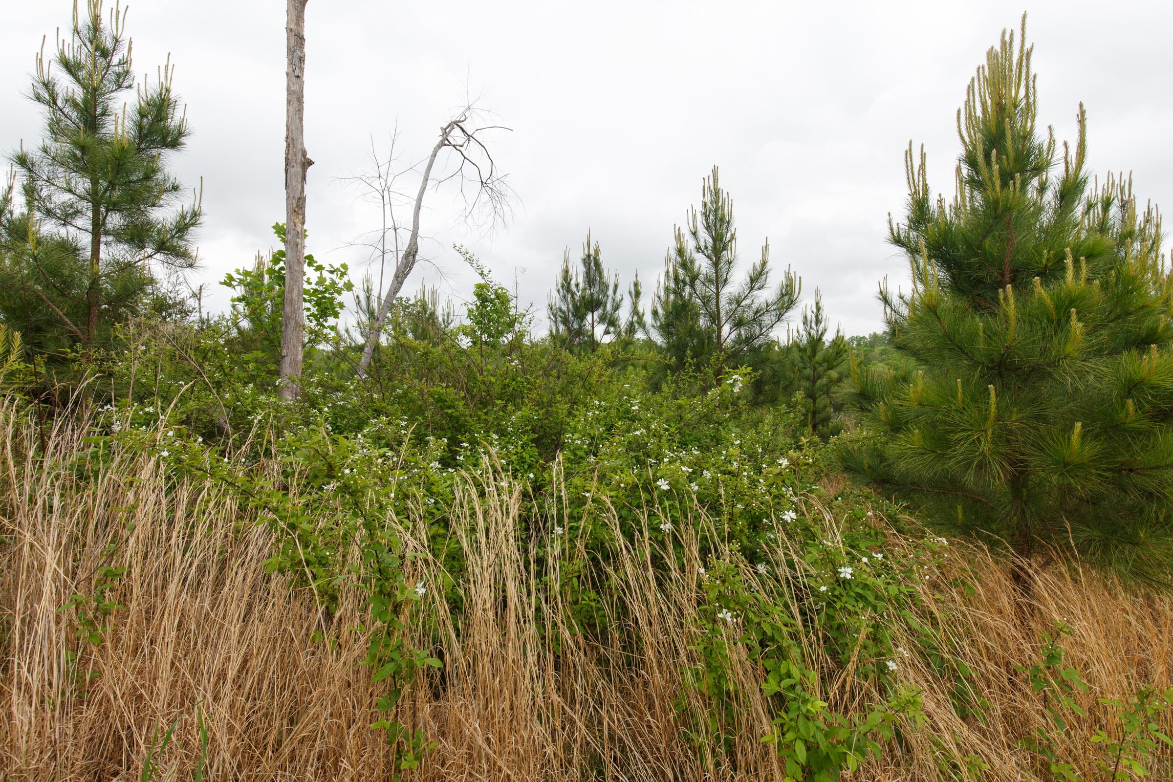 Red Barn Ranch Tract 44 photo 3