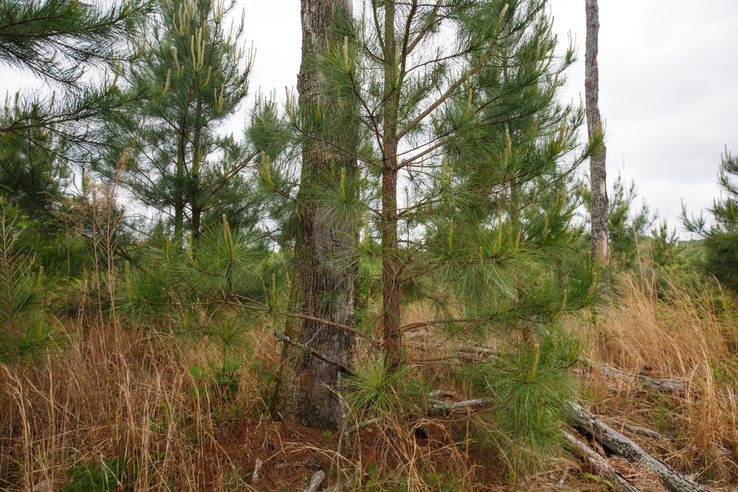 Red Barn Ranch Tract 44 photo 4