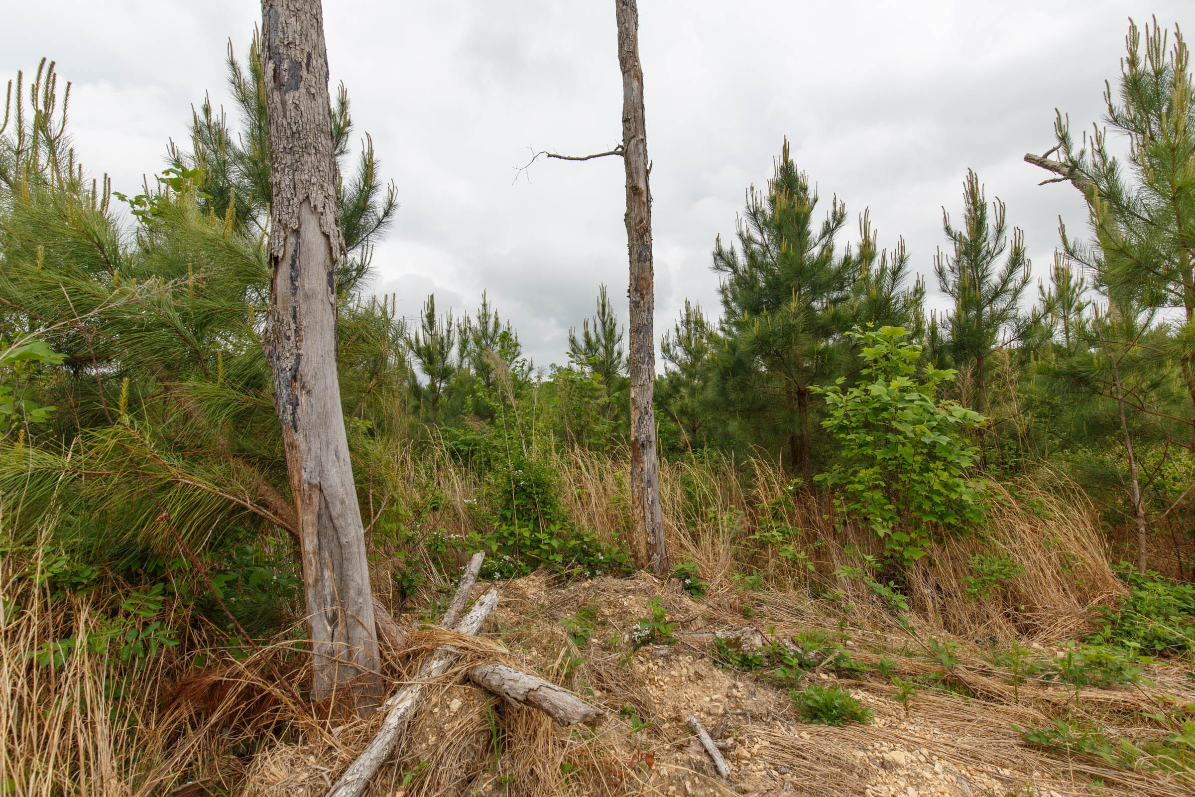 Red Barn Ranch Tract 44 photo 6