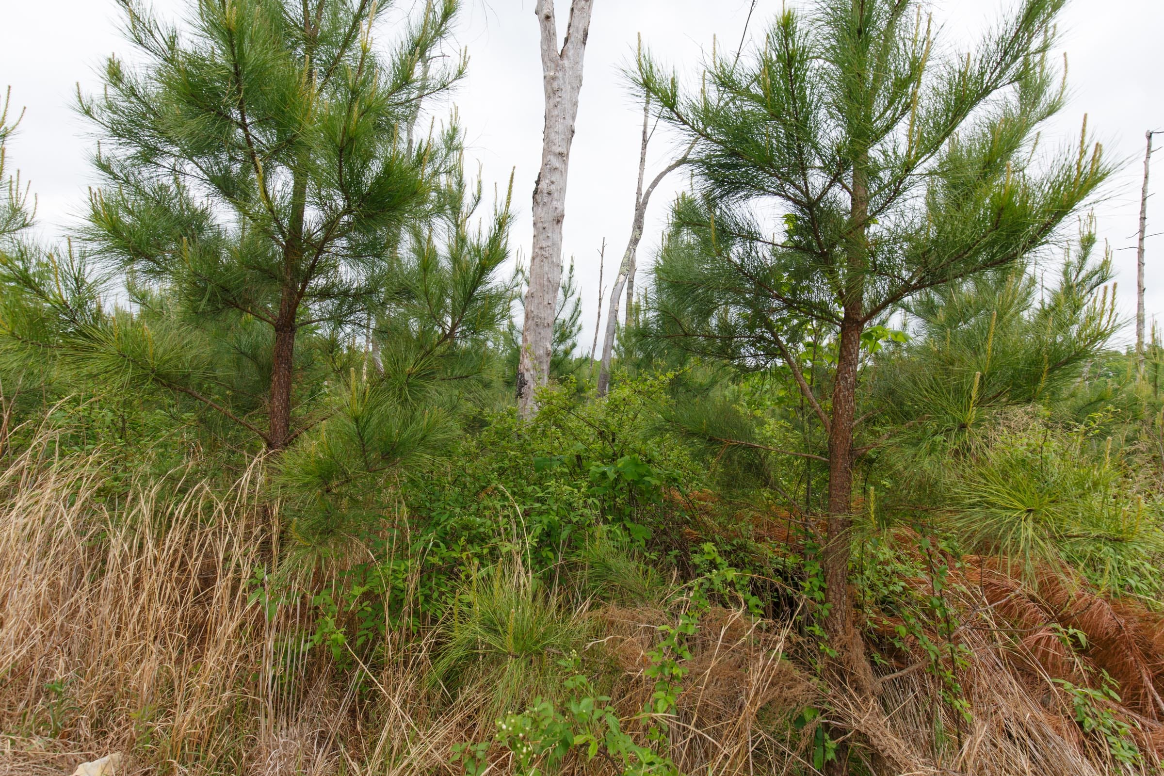 Red Barn Ranch Tract 44 photo 10