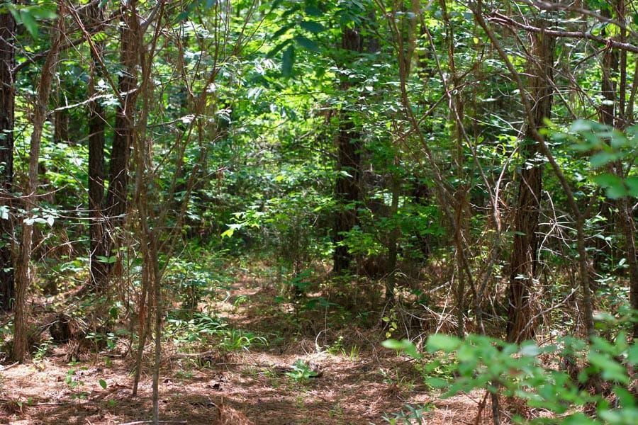 Bluebird Ranch Tract 4 photo 4