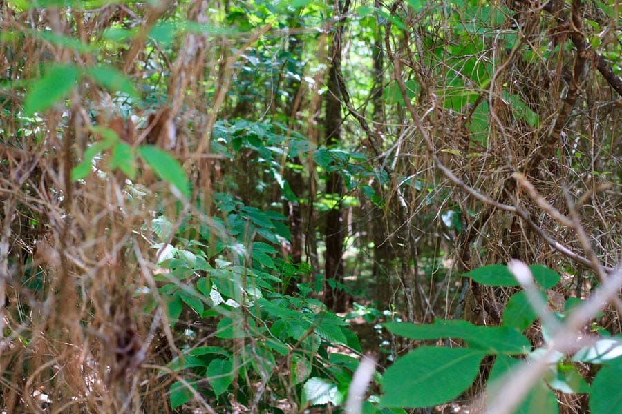 Bluebird Ranch Tract 4 photo 12
