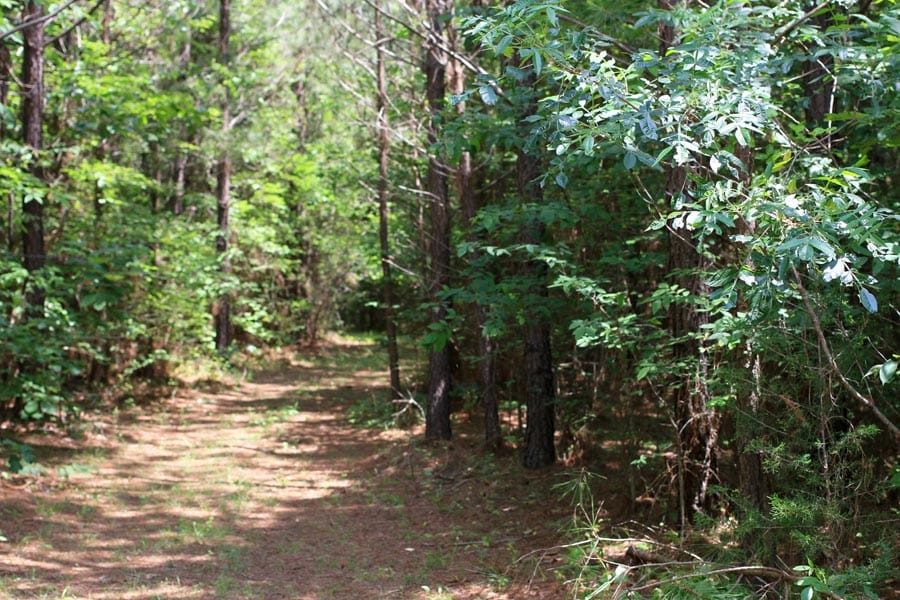 Bluebird Ranch Tract 4 photo 13