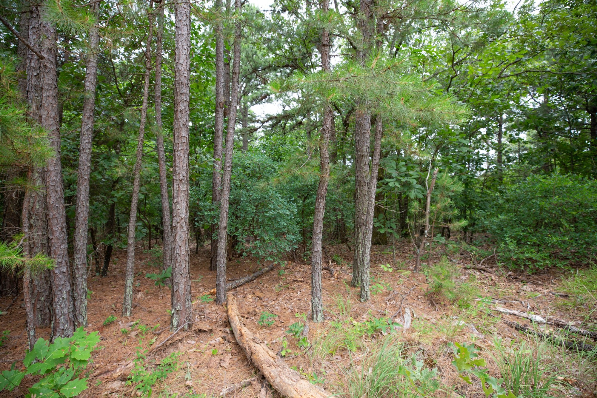 Eagle’s Nest Tract 59 photo 2