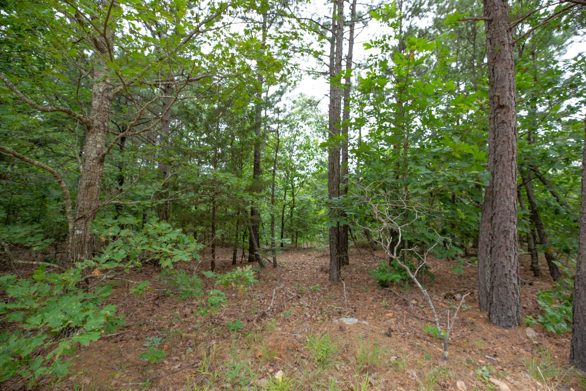Eagle’s Nest Tract 59 photo 3