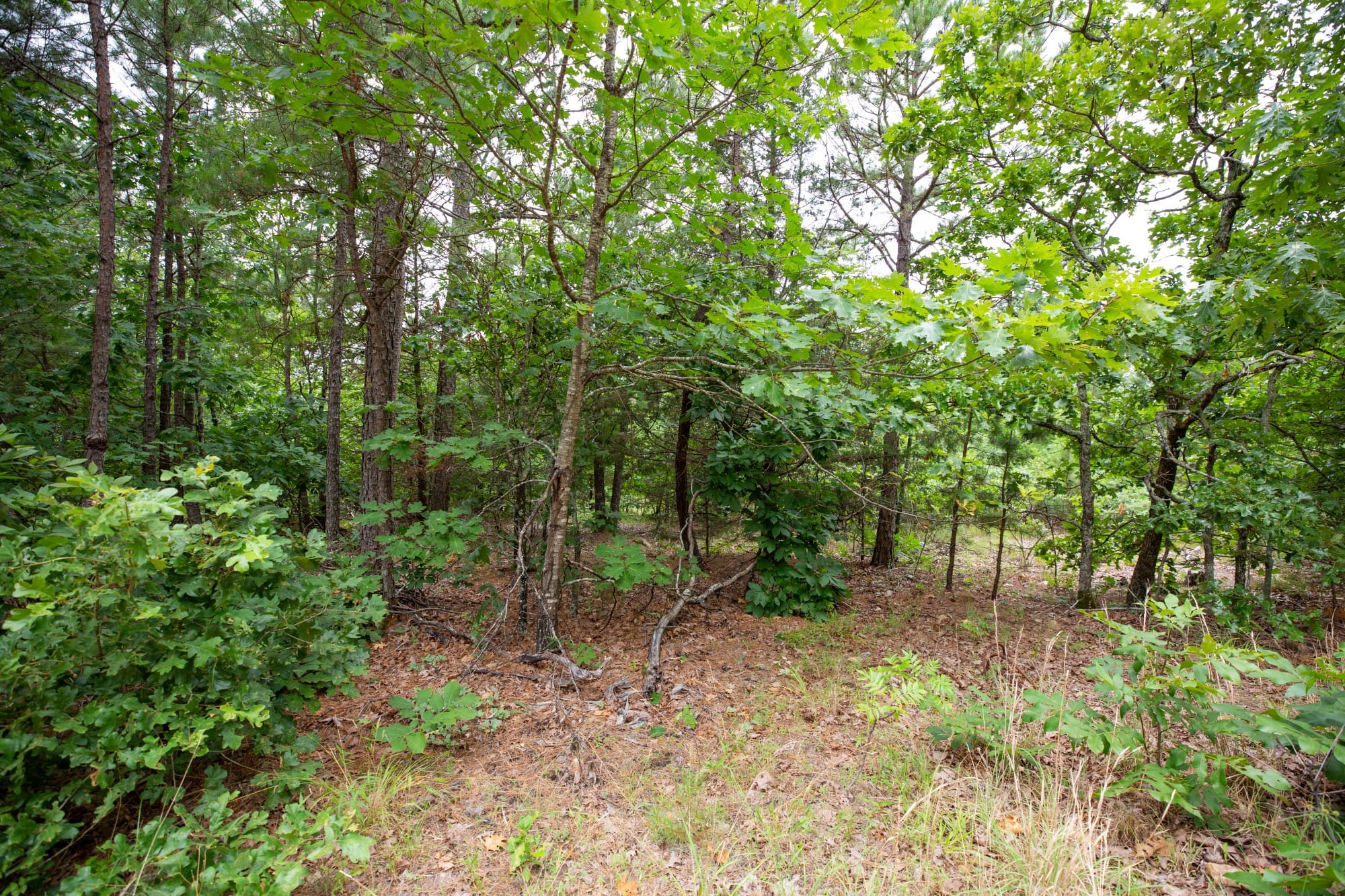 Eagle’s Nest Tract 59 photo 4