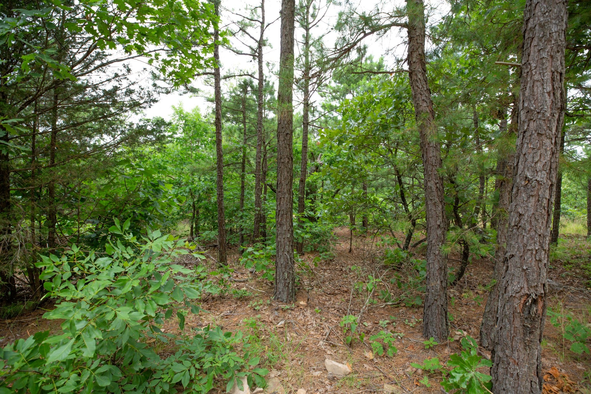 Eagle’s Nest Tract 59 photo 5