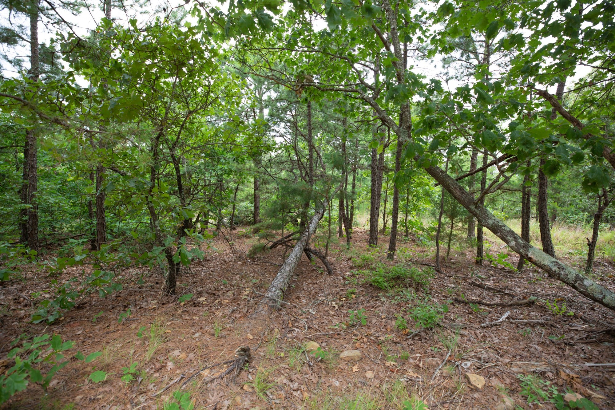Eagle’s Nest Tract 59 photo 6