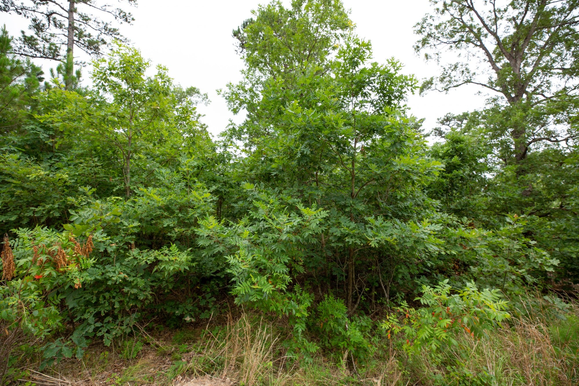 Eagle’s Nest Tract 59 photo 9