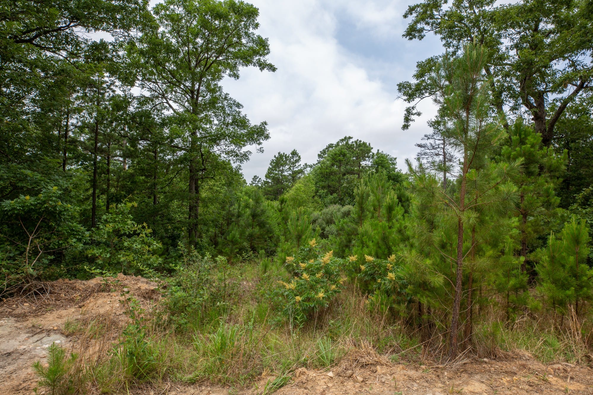 Eagle’s Nest Tract 59 photo 10