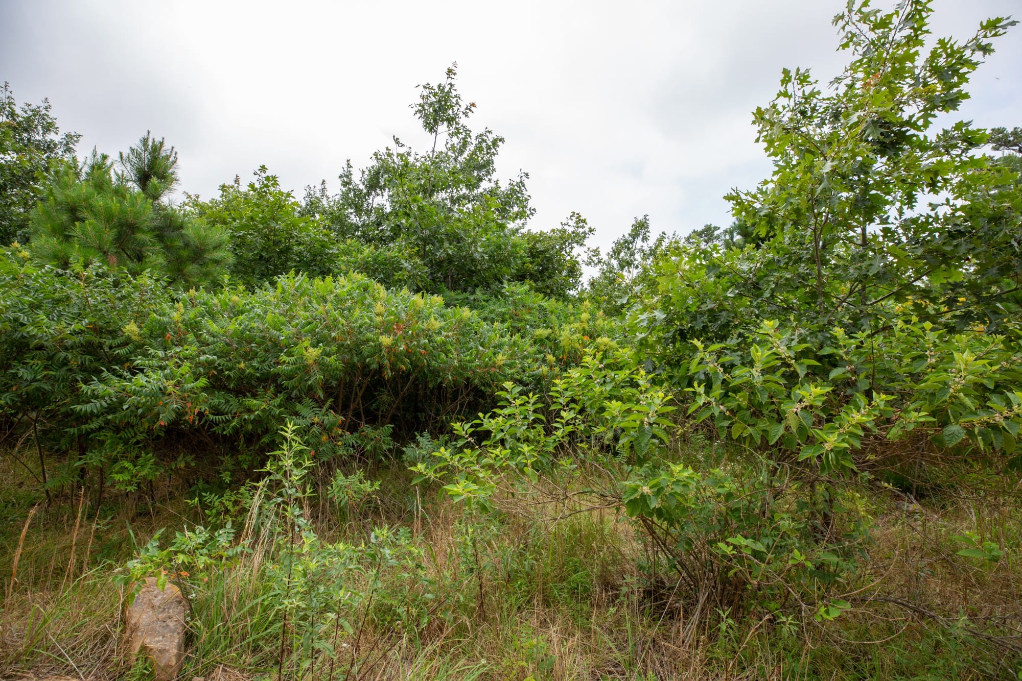 Eagle’s Nest Tract 59 photo 12
