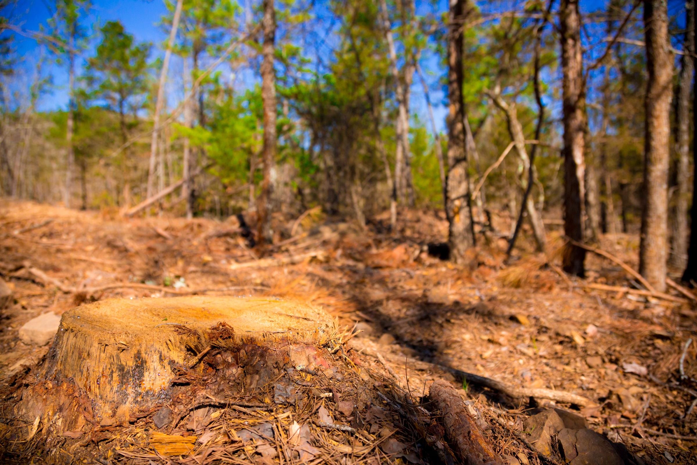 Stone Creek Phase II Tract 129 photo 11