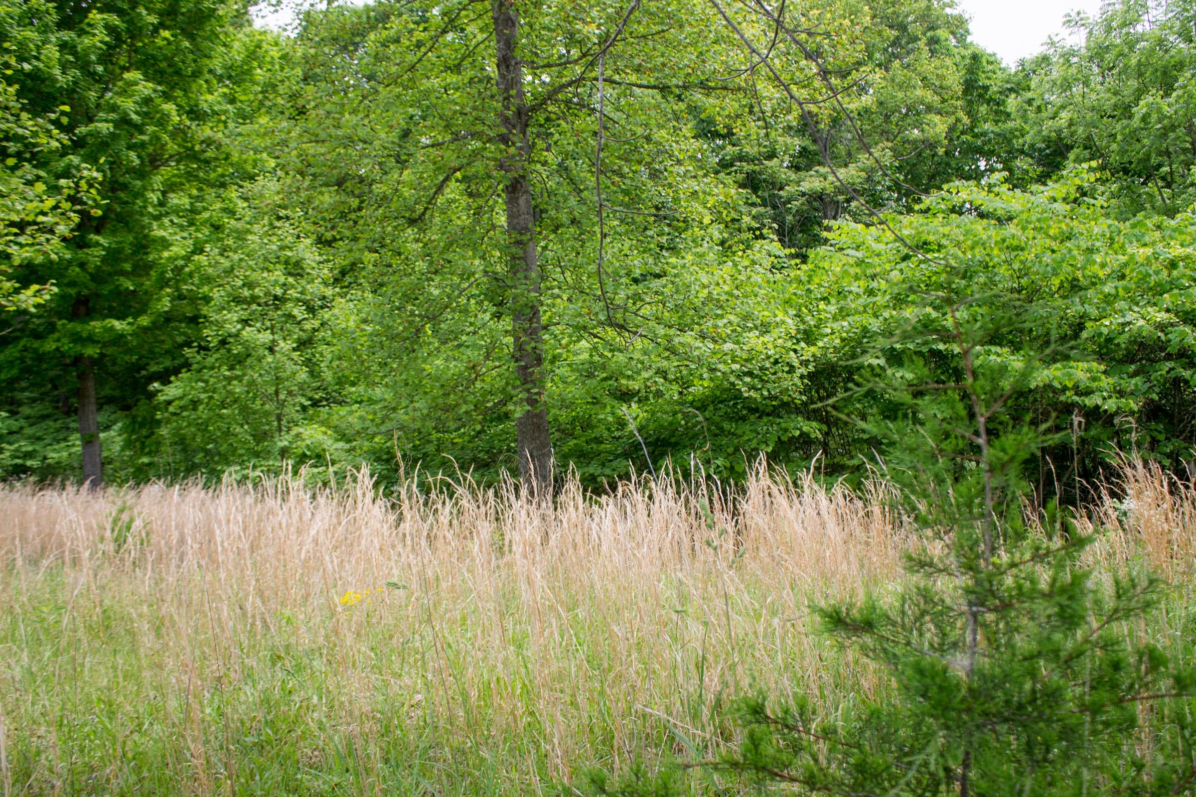 Laurel Ridge Tract 3 photo 3