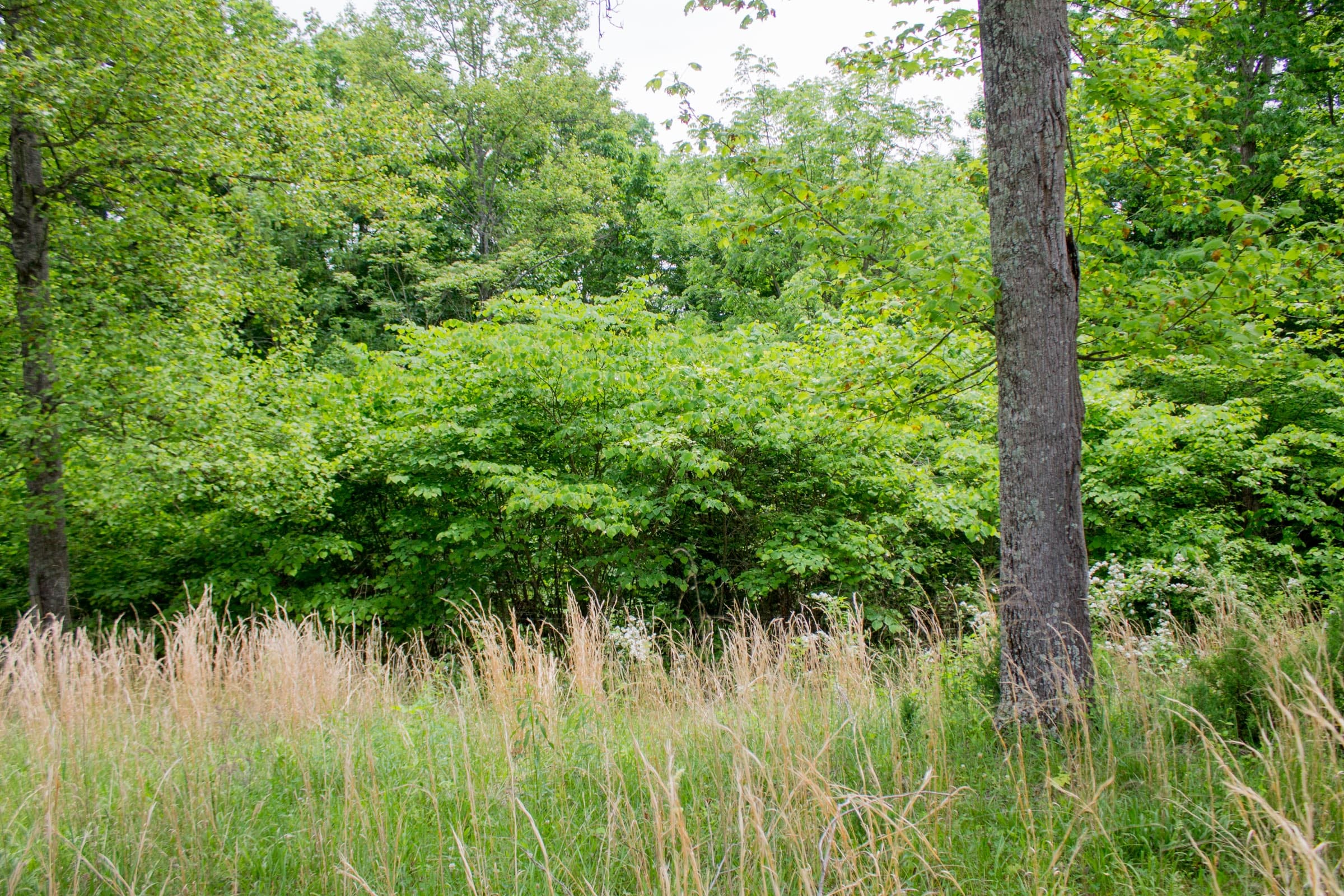 Laurel Ridge Tract 3 photo 4