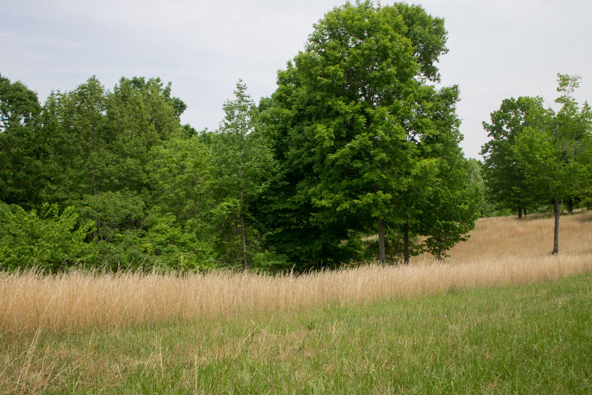 Laurel Ridge Tract 3 photo 5