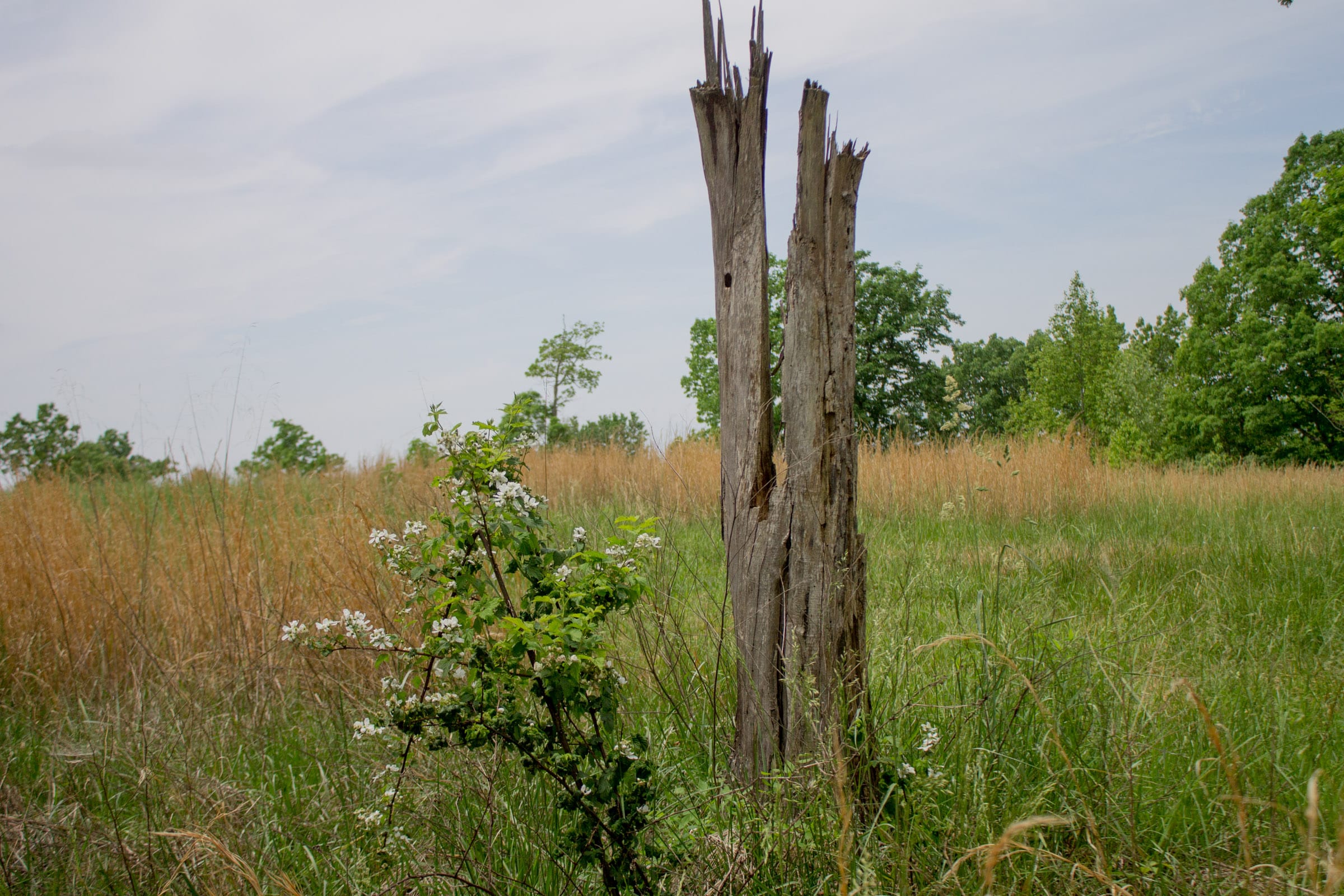 Laurel Ridge Tract 3 photo 6